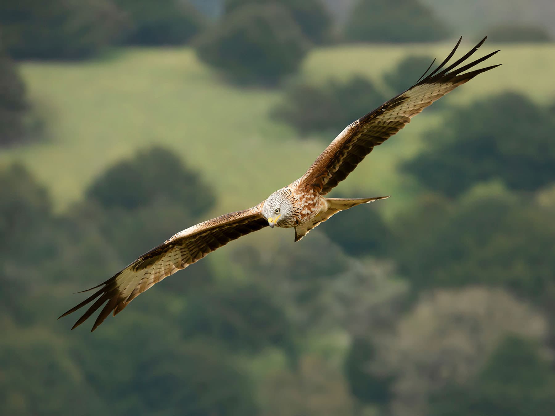Red kite wingspan