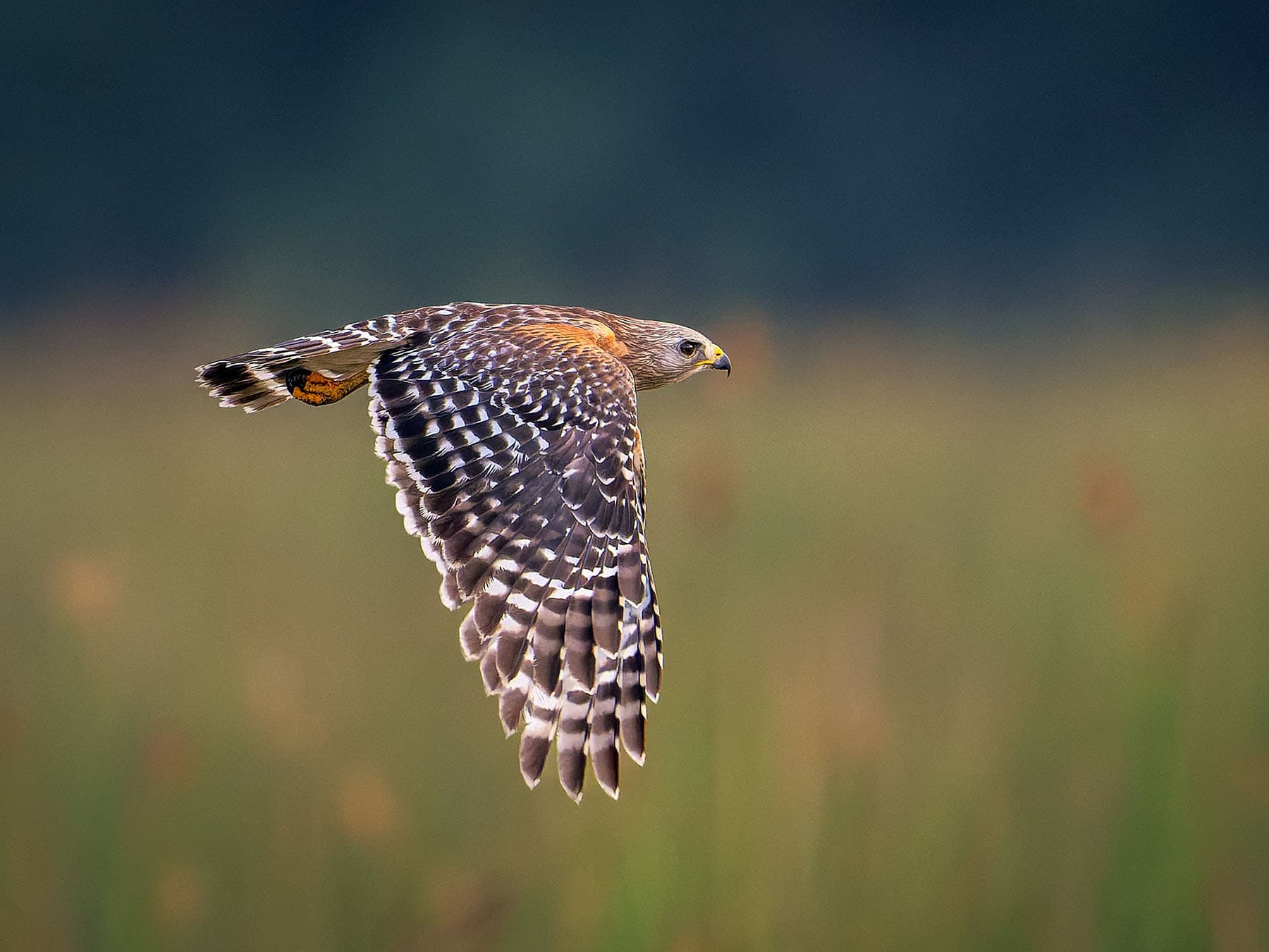 Red-shouldered Hawk