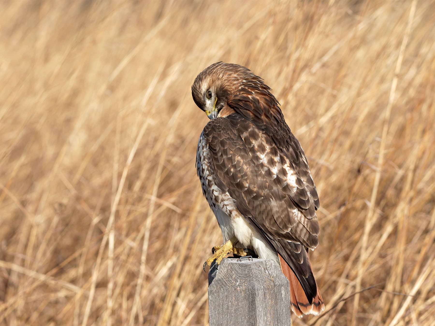 Red tailed hawk preening