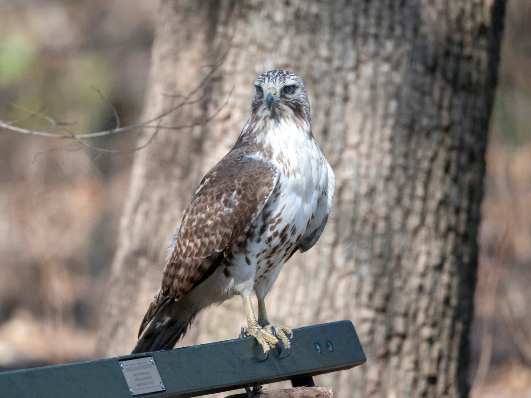 Red tailed hawk in city park