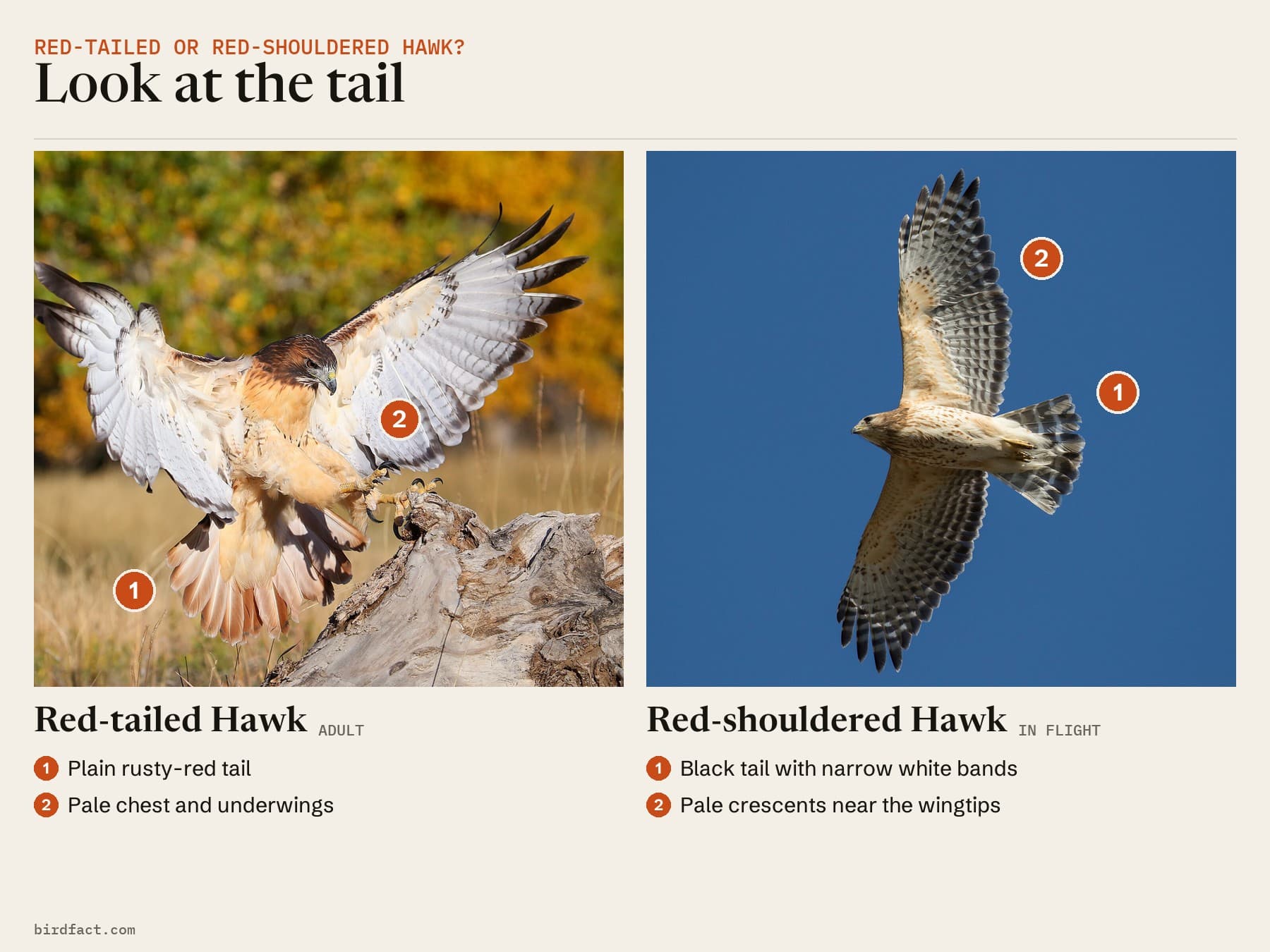 Comparison card, photos of a Red-tailed Hawk (adult) on the left and a Red-shouldered Hawk (in flight) on the right, headed 'Look at the tail'. Red-tailed Hawk: plain rusty-red tail; pale chest and underwings. Red-shouldered Hawk: black tail with narrow white bands; pale crescents near the wingtips.