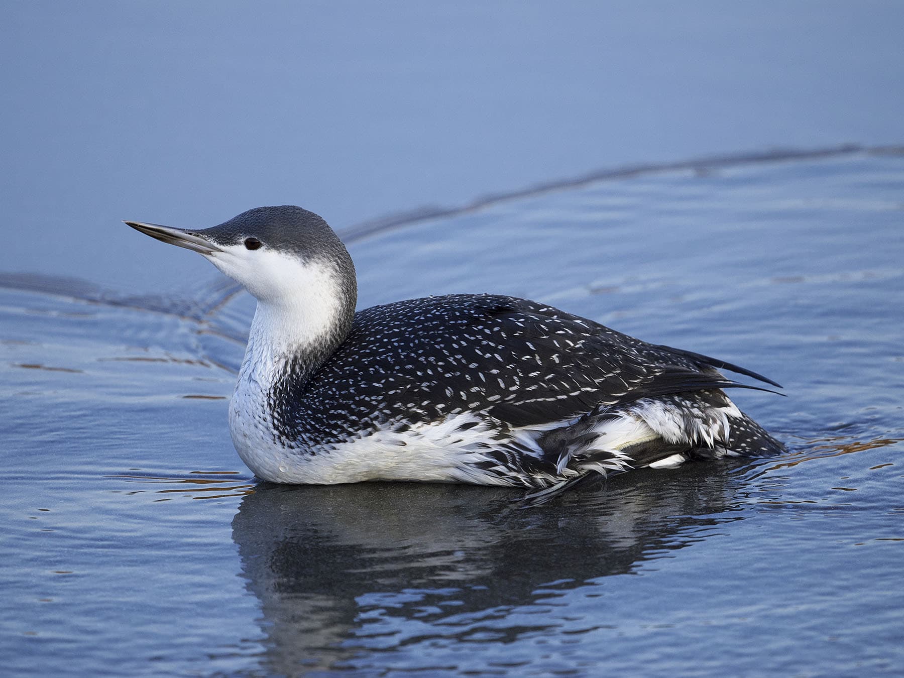 Red-throated Loon in Winter plumage