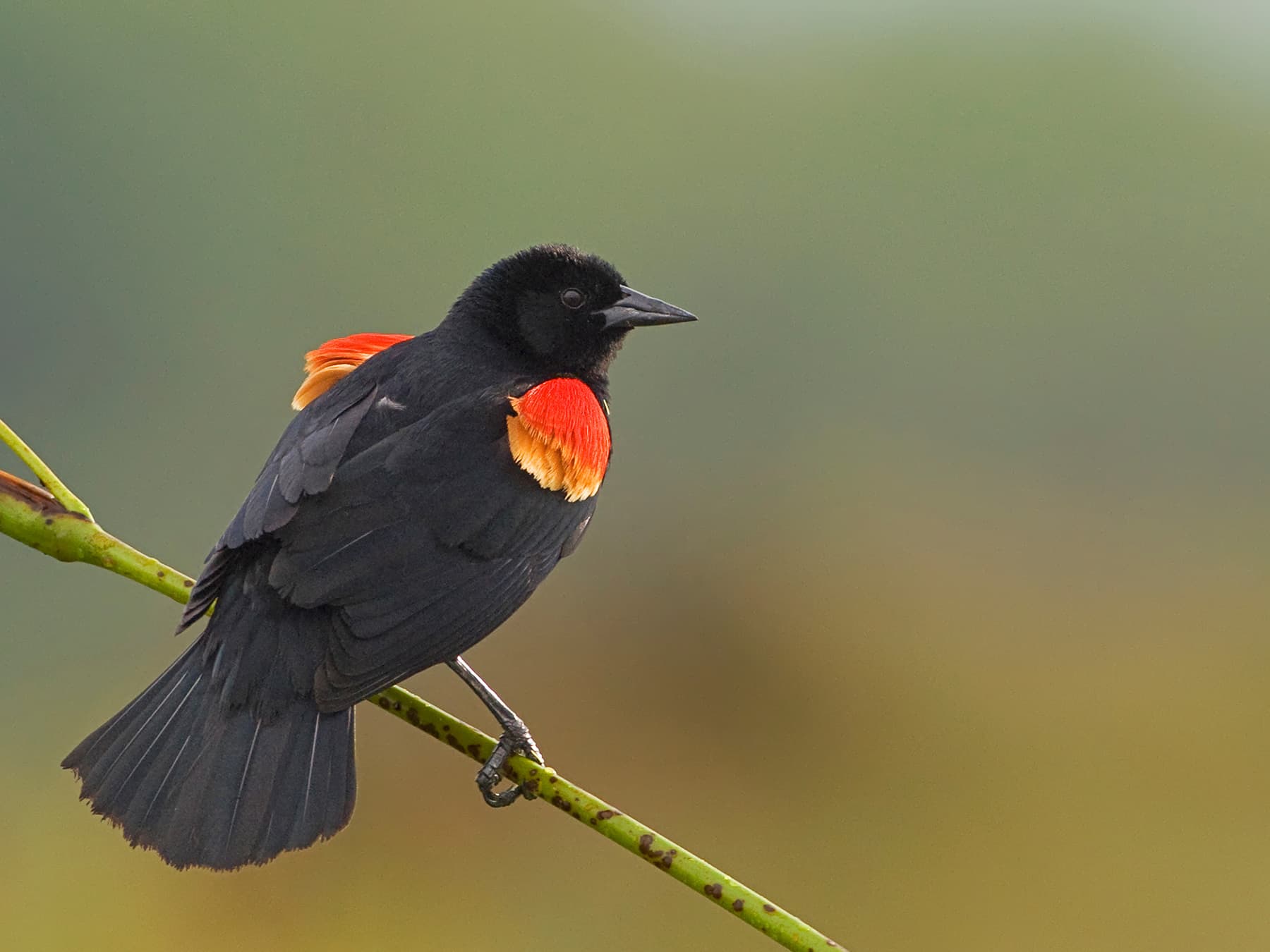 Red winged blackbird perching on branch
