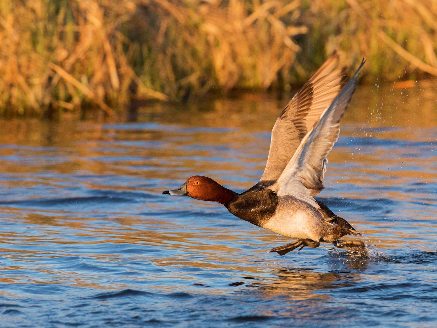 Redhead duck taking off from water