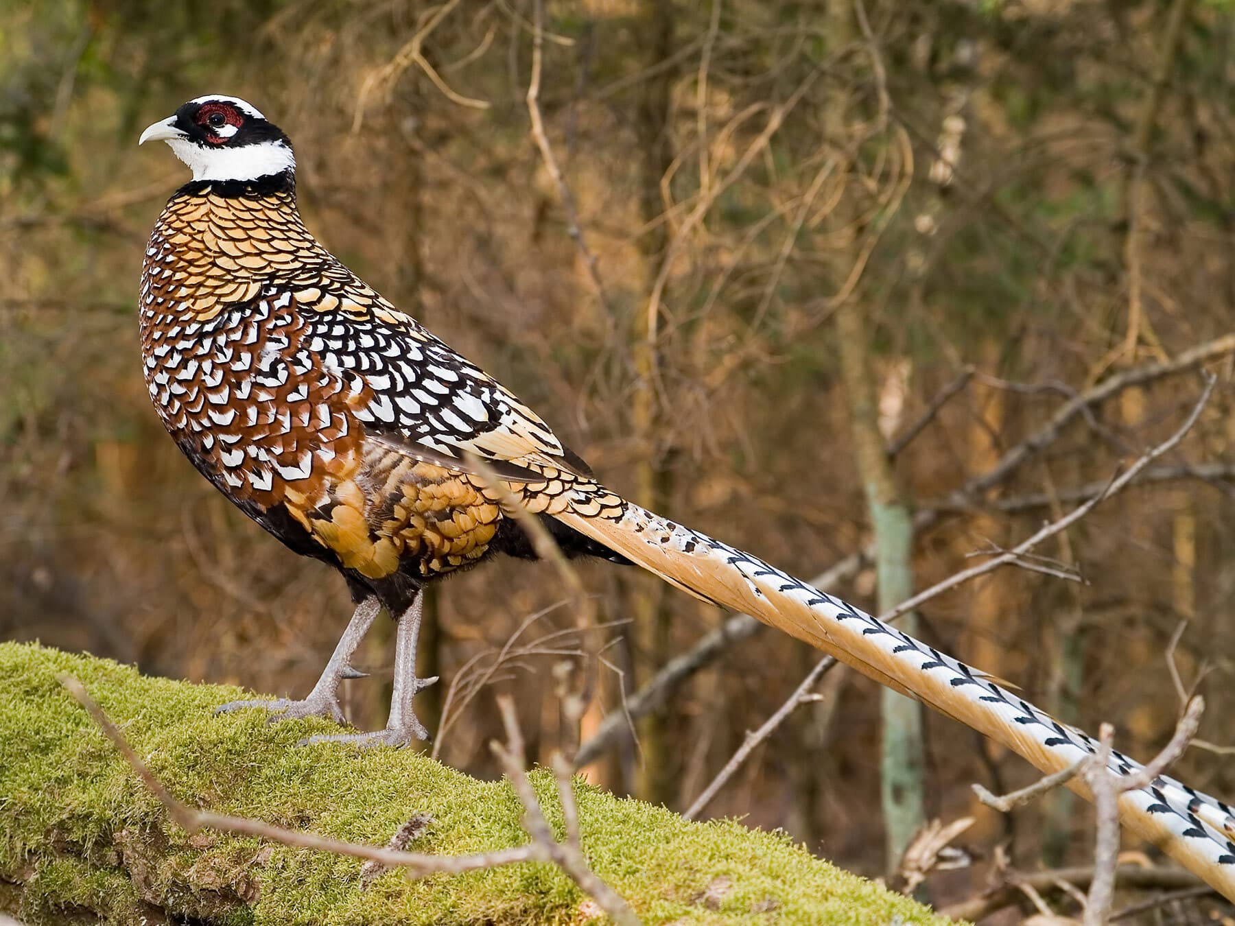 Reeves's Pheasant