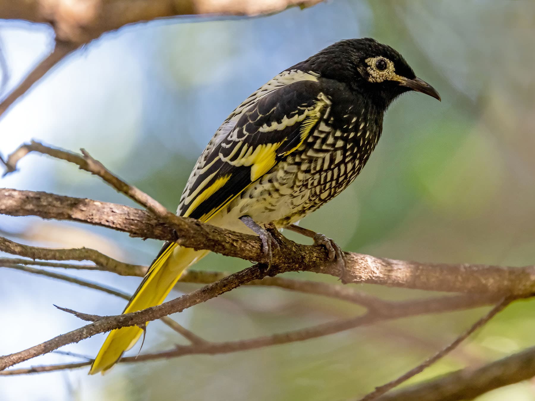 Regent Honeyeater