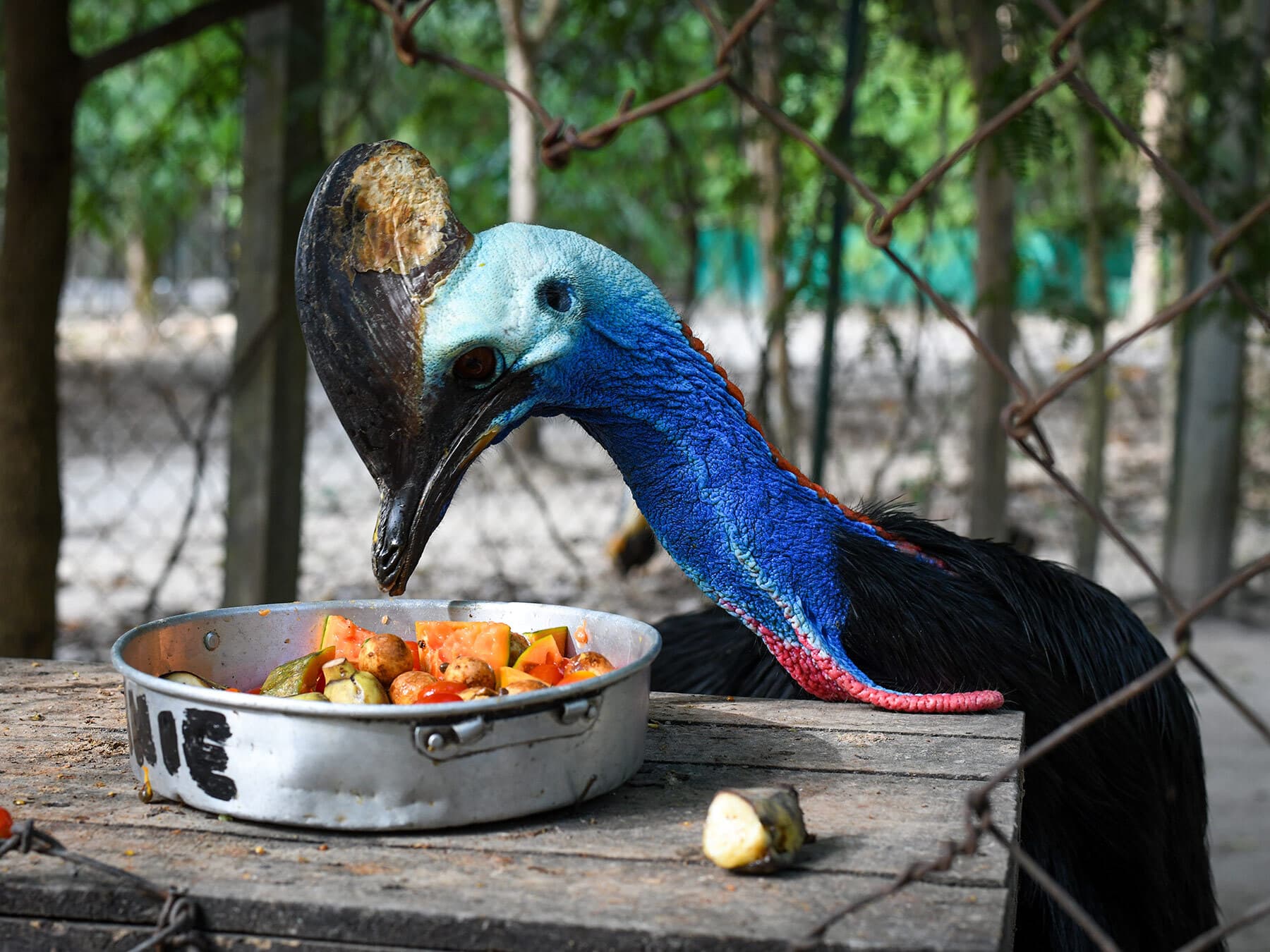 Rescued cassowary eating fruit