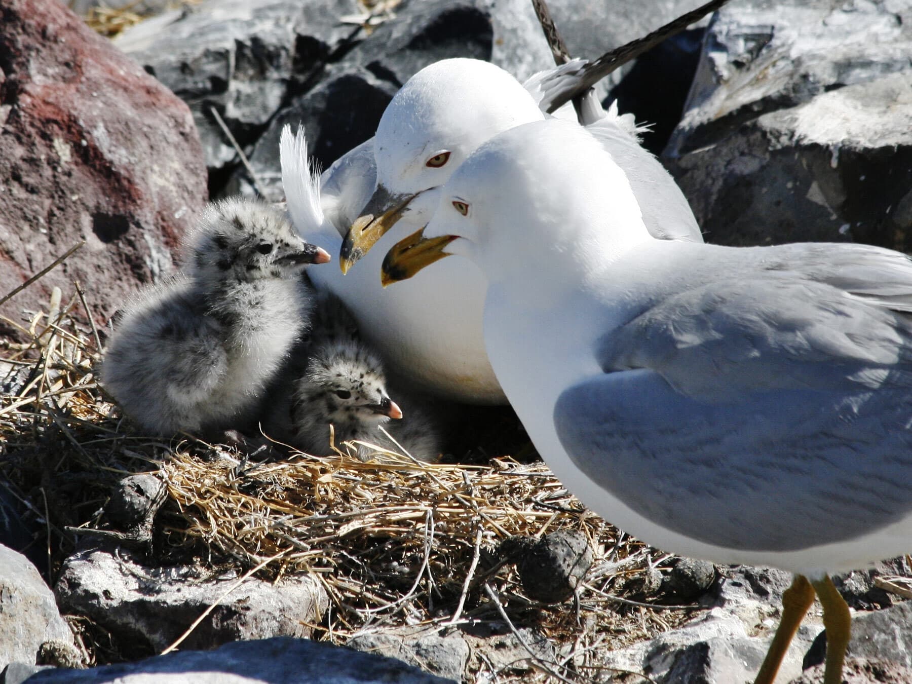 Ring billed gull family