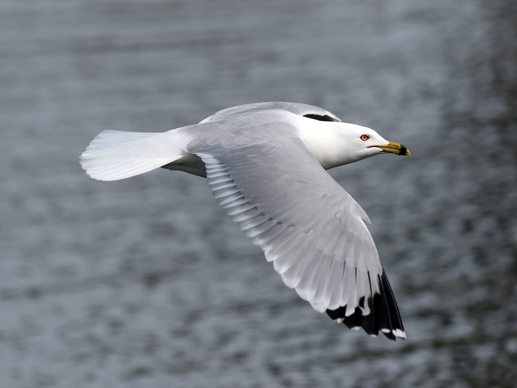 Ring billed gull in flight