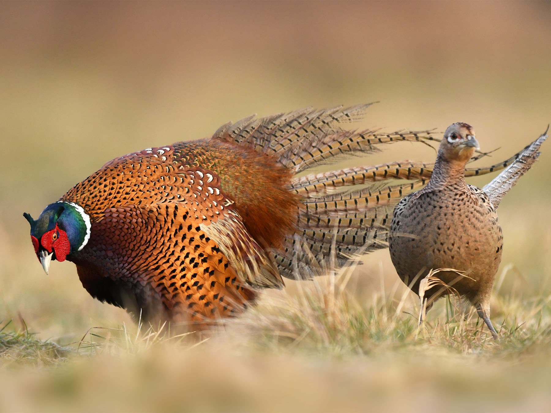 Ring necked pheasant pair