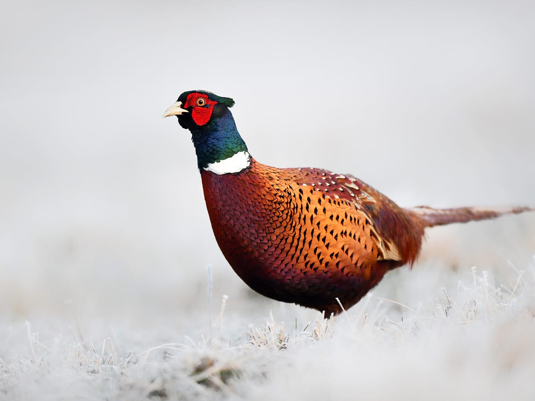 Ring necked pheasant
