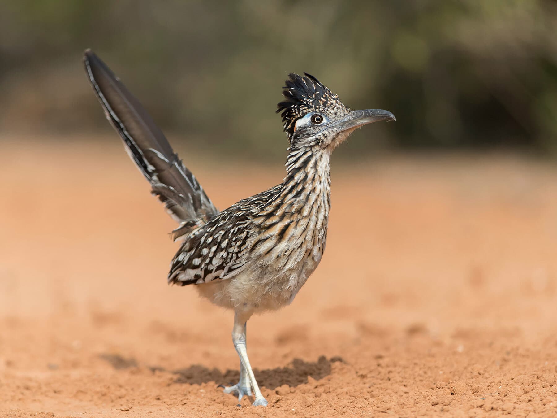 Roadrunner bird