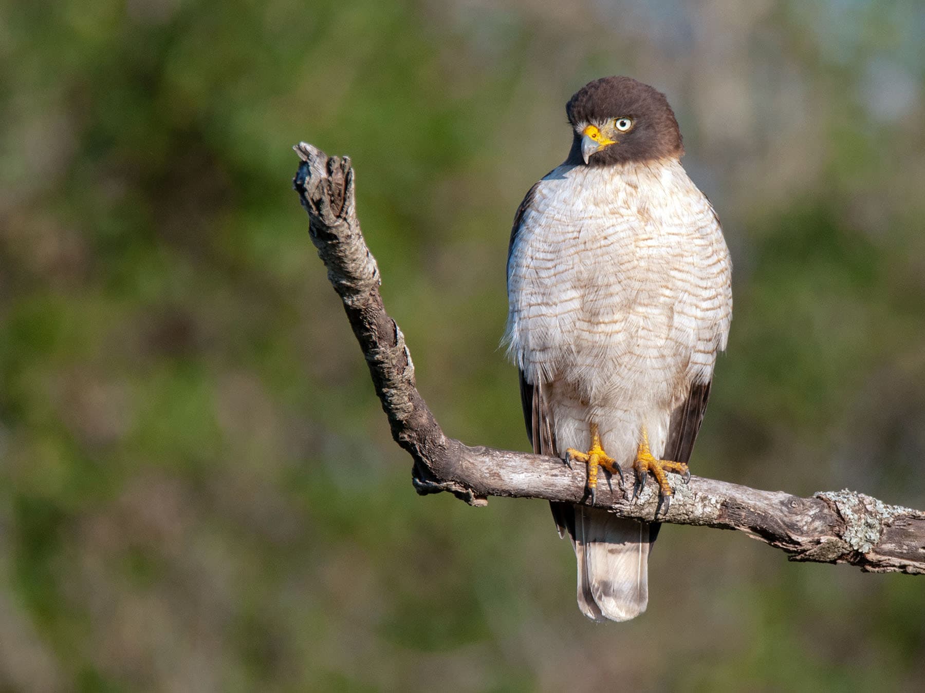 Roadside Hawk perching on branch