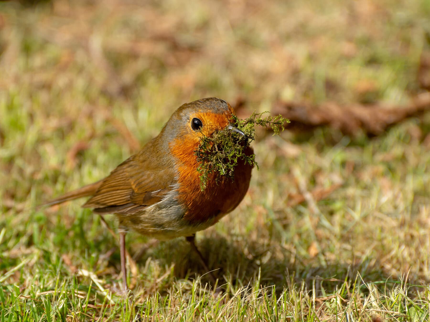 Robin building nest