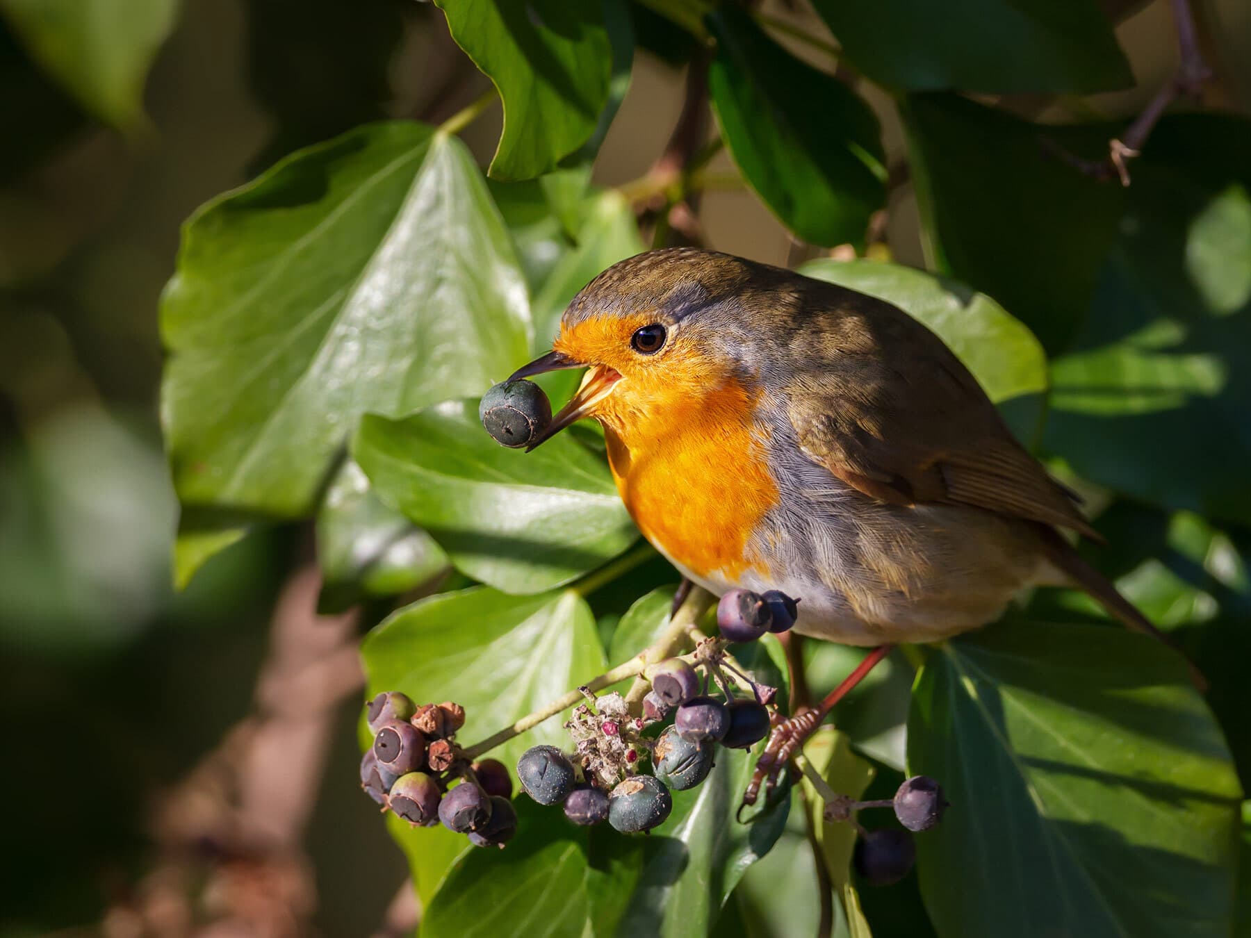 A Robin with a dark ivy berry in its bill, among ivy leaves and berries