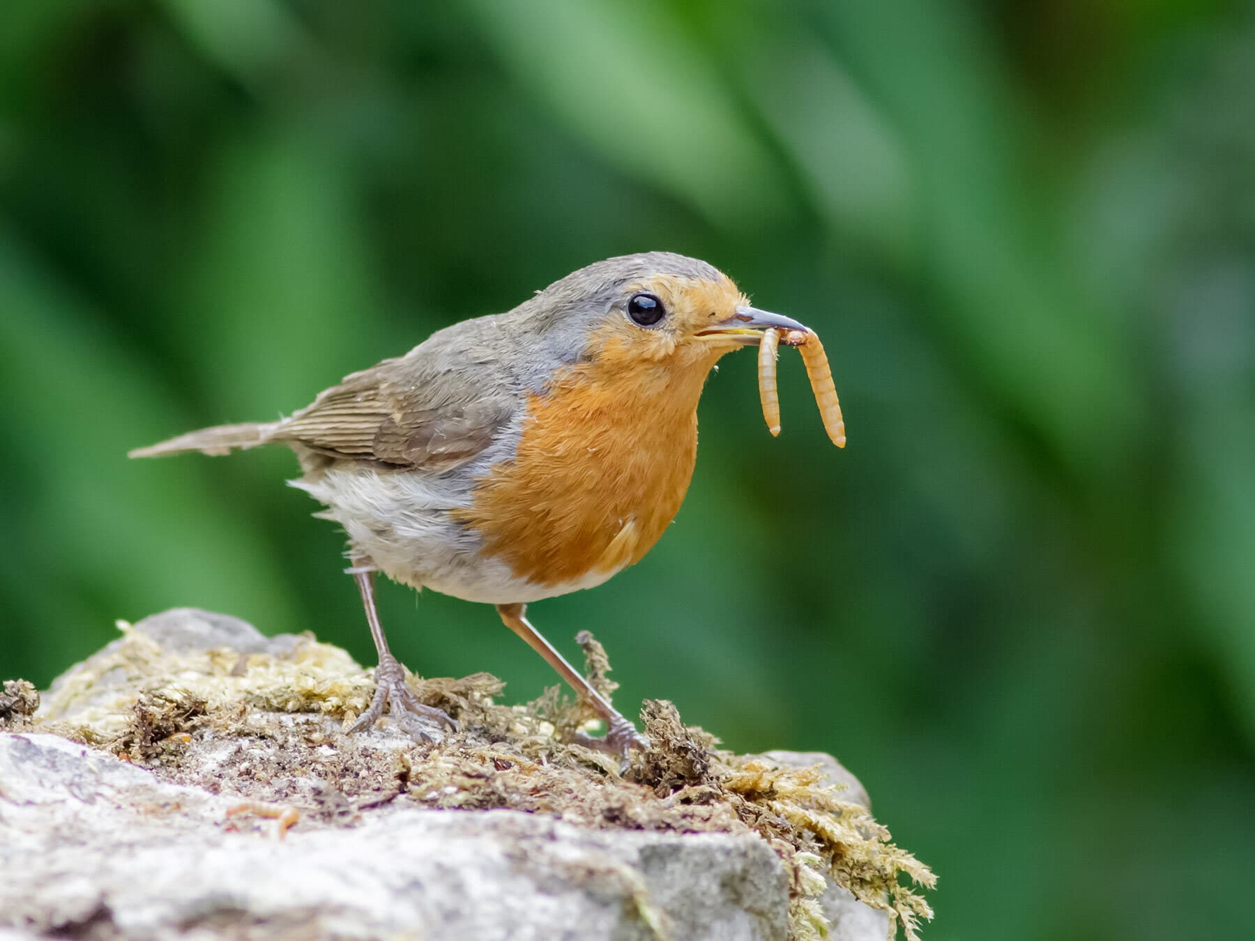 What Do Robins Eat? Robin Diet and Feeding Guide