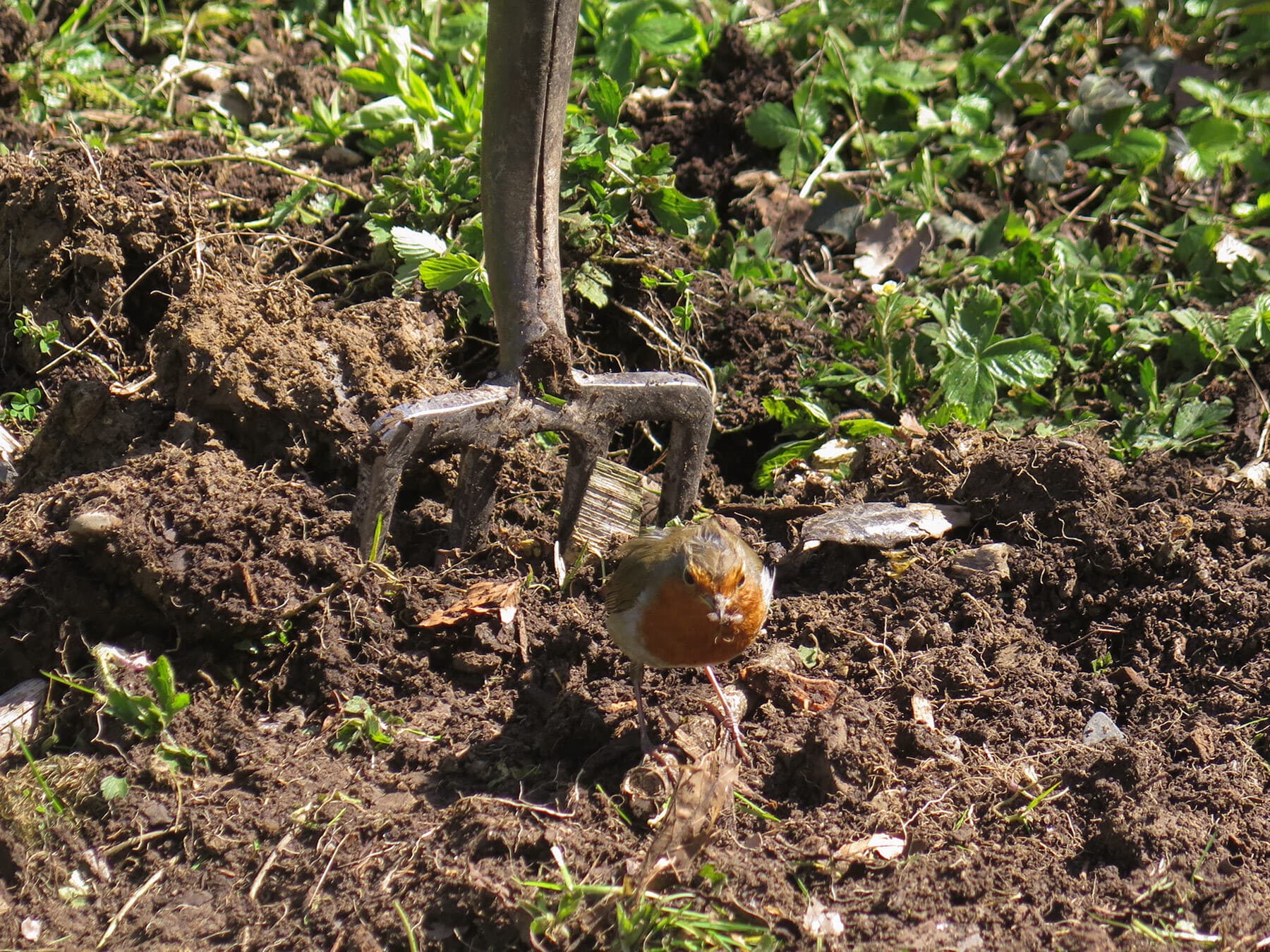 A Robin on freshly dug soil beside a garden fork