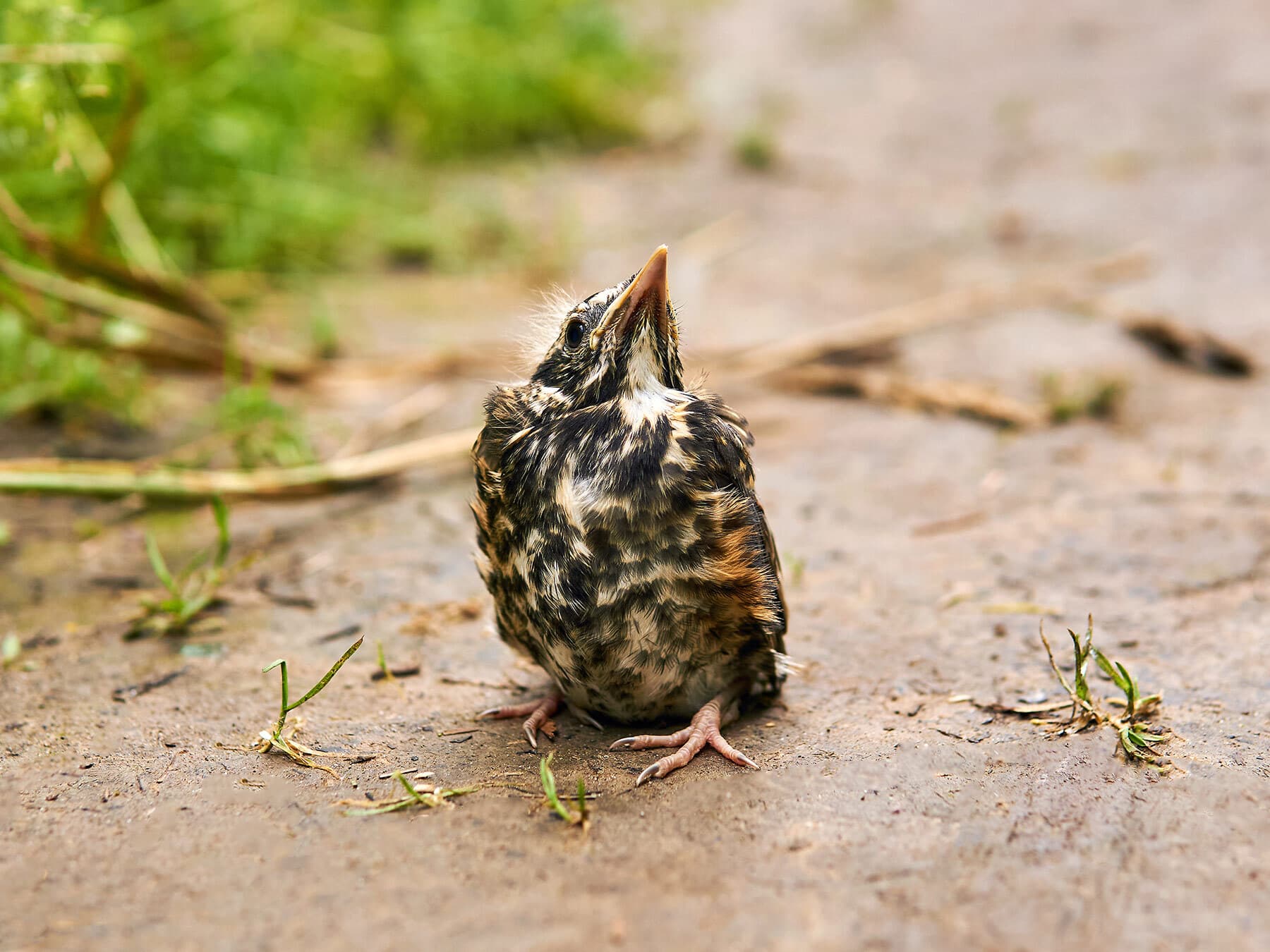 Robin fledgling on ground