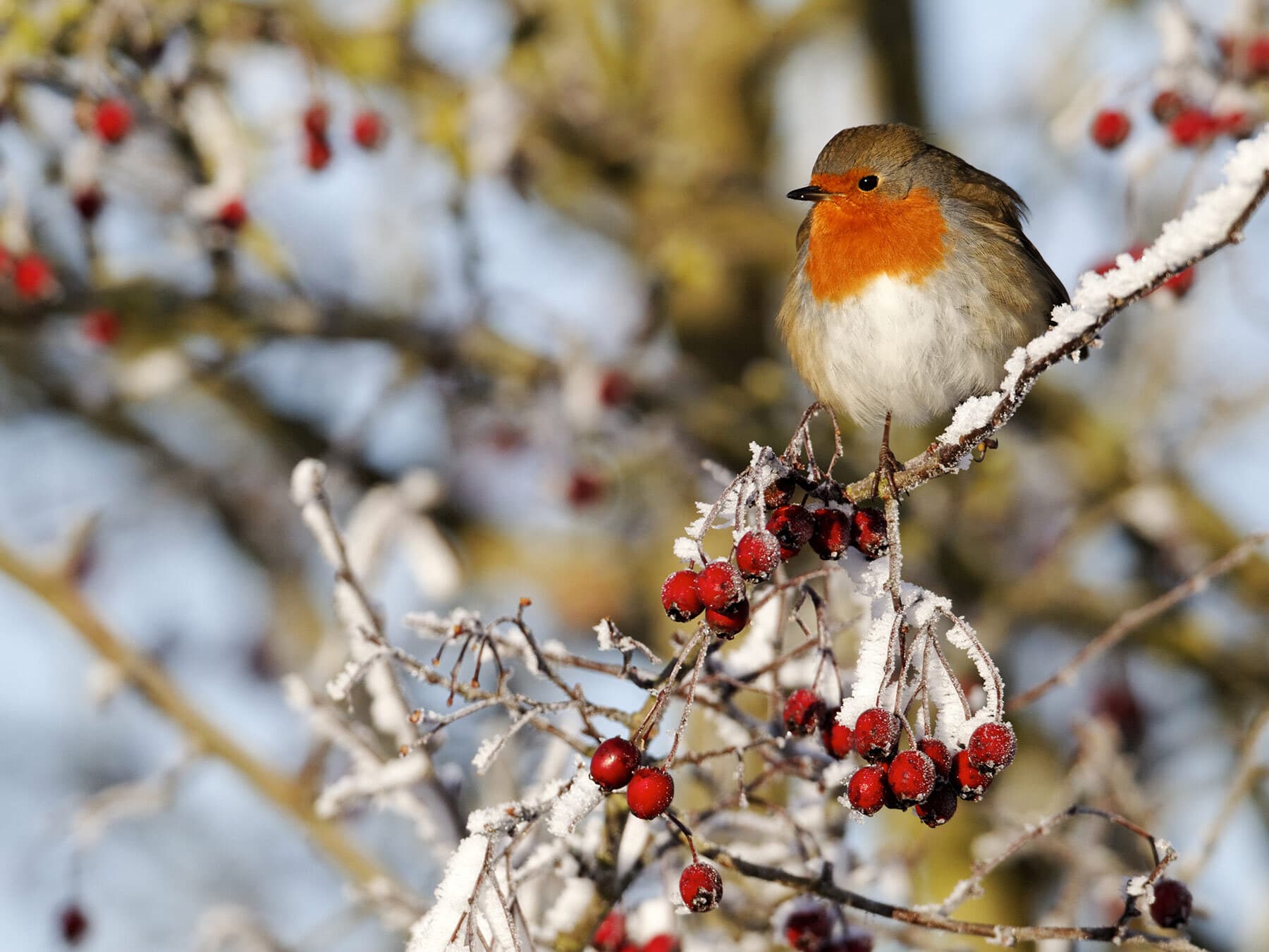 Robin frost berries
