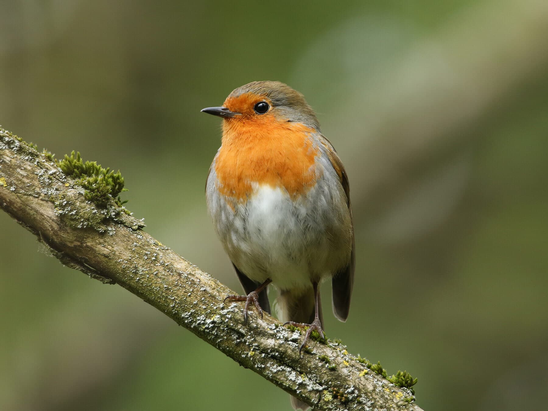 Robin in spring