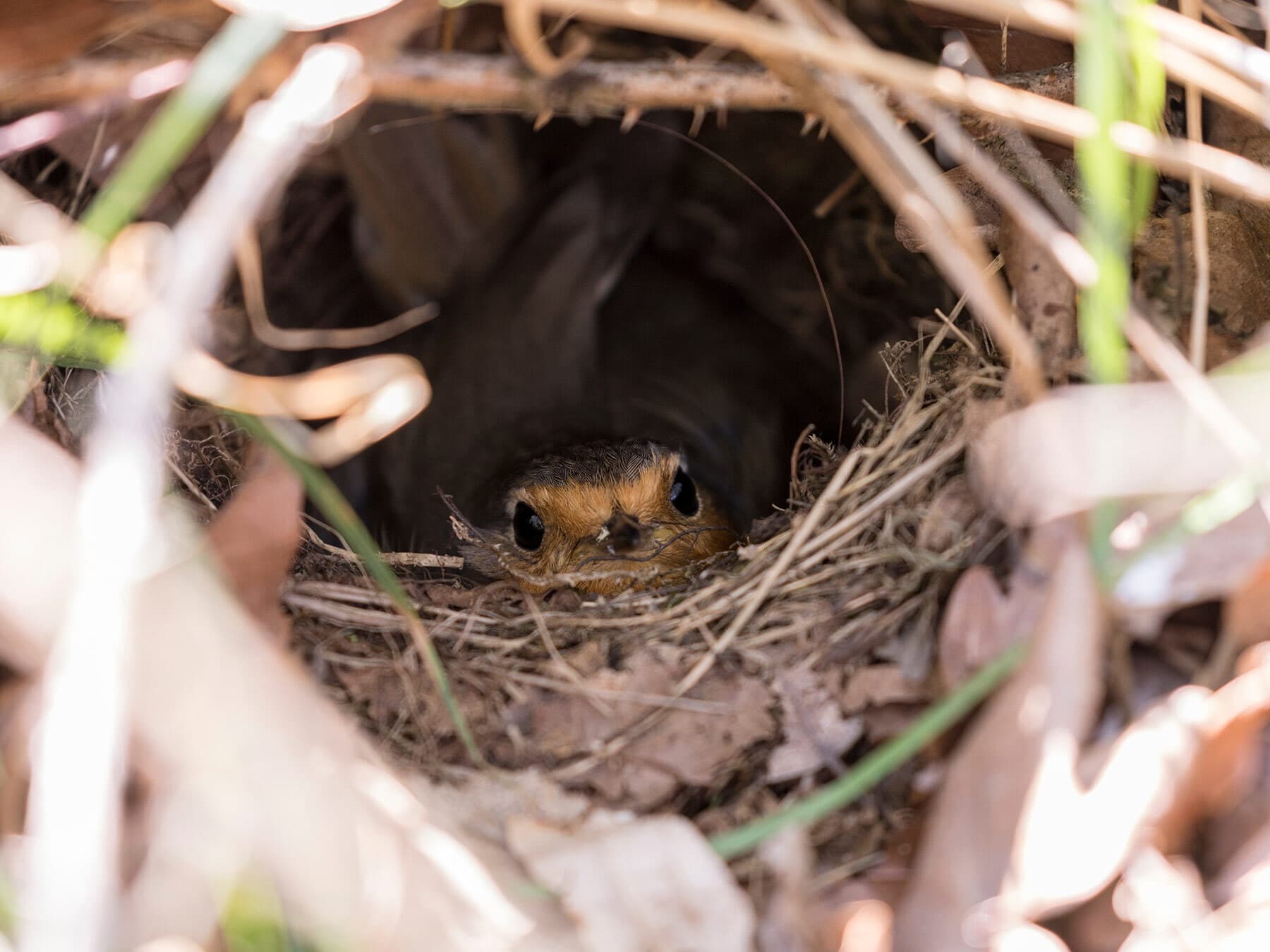 Robin in the nest