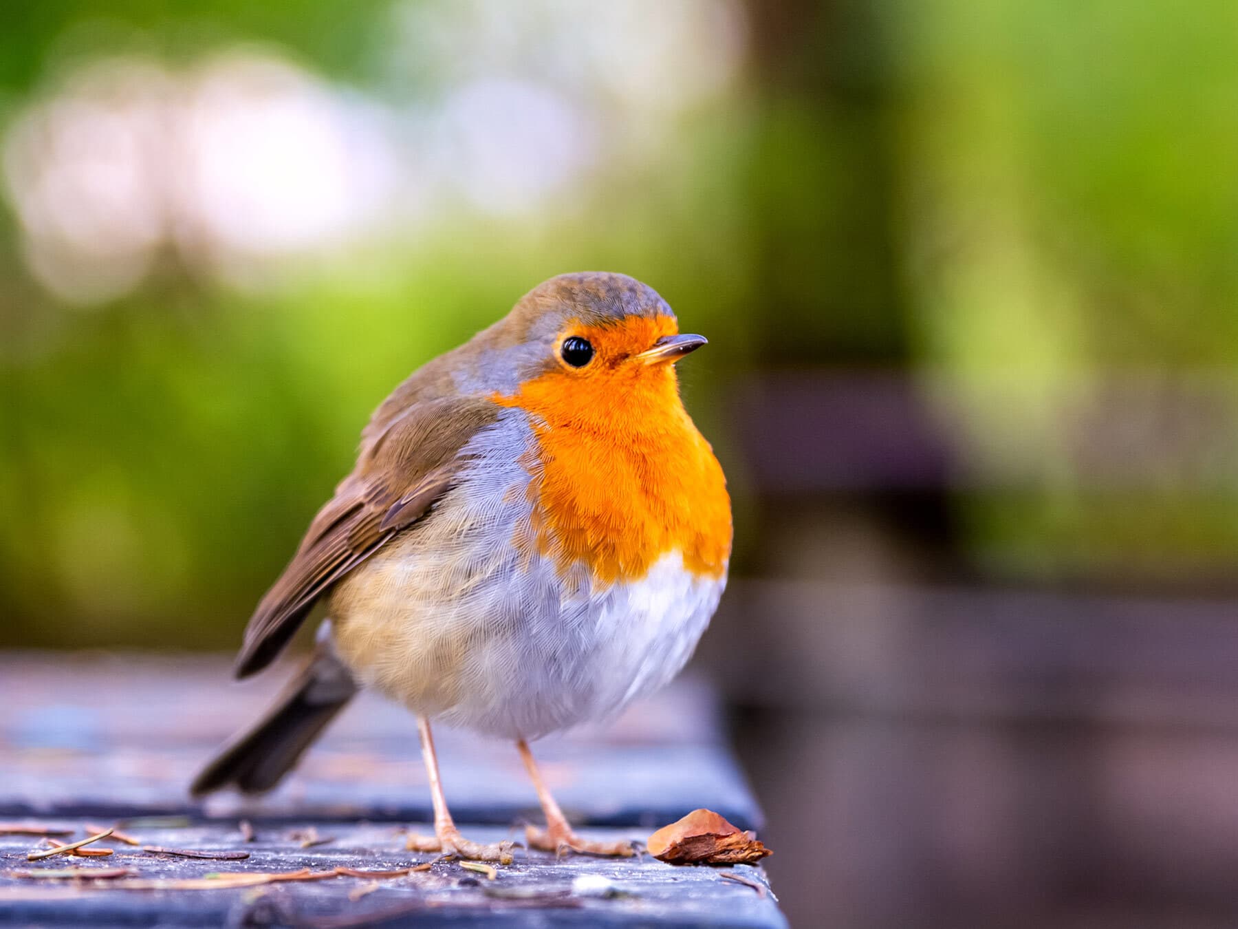 Robin Nesting in UK Gardens: When, Where & How to Help