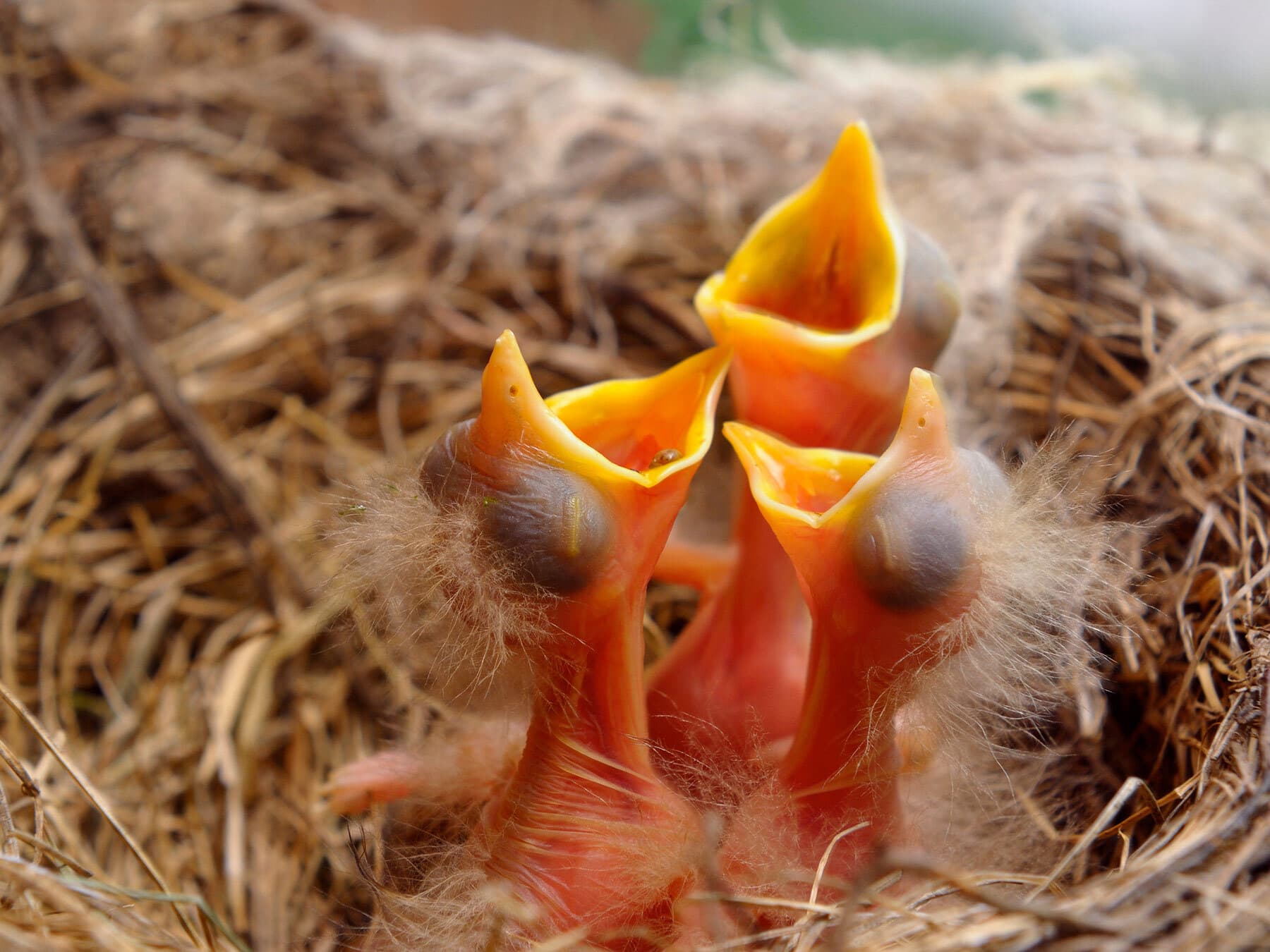 Robin nestlings