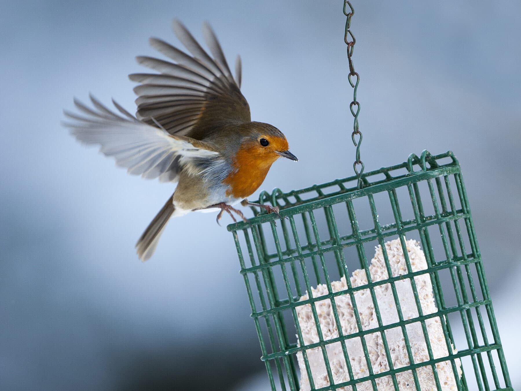 A Robin flying up to a hanging suet feeder