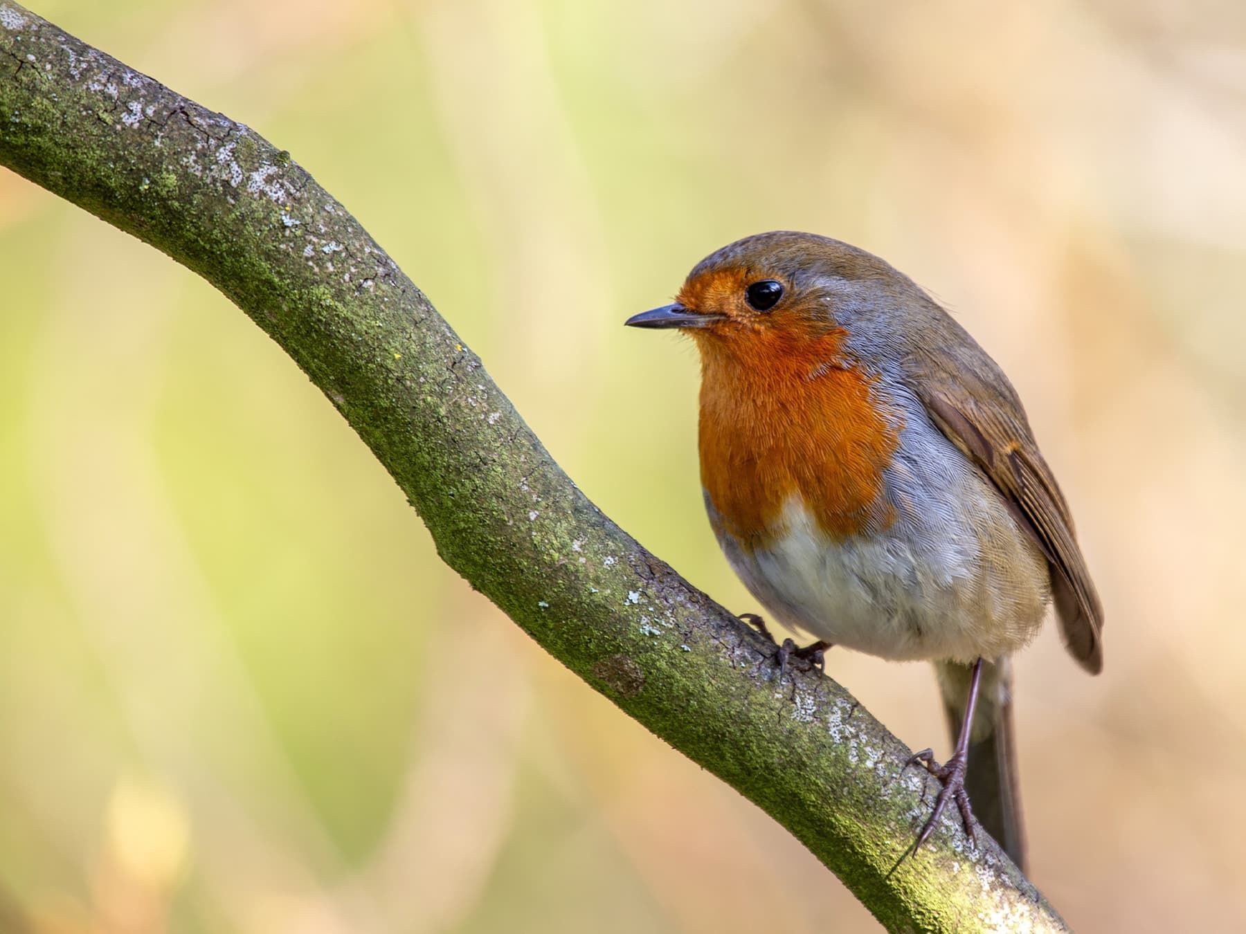 Robin perched on branch