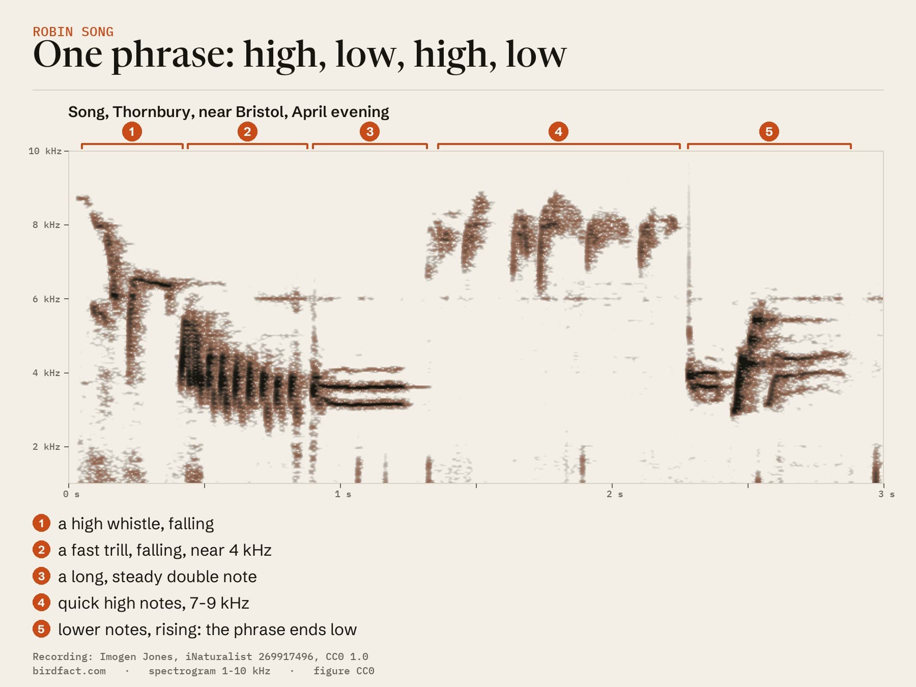 Our spectrogram of one Robin phrase from the Thornbury recording: high, low, high, low, ending low