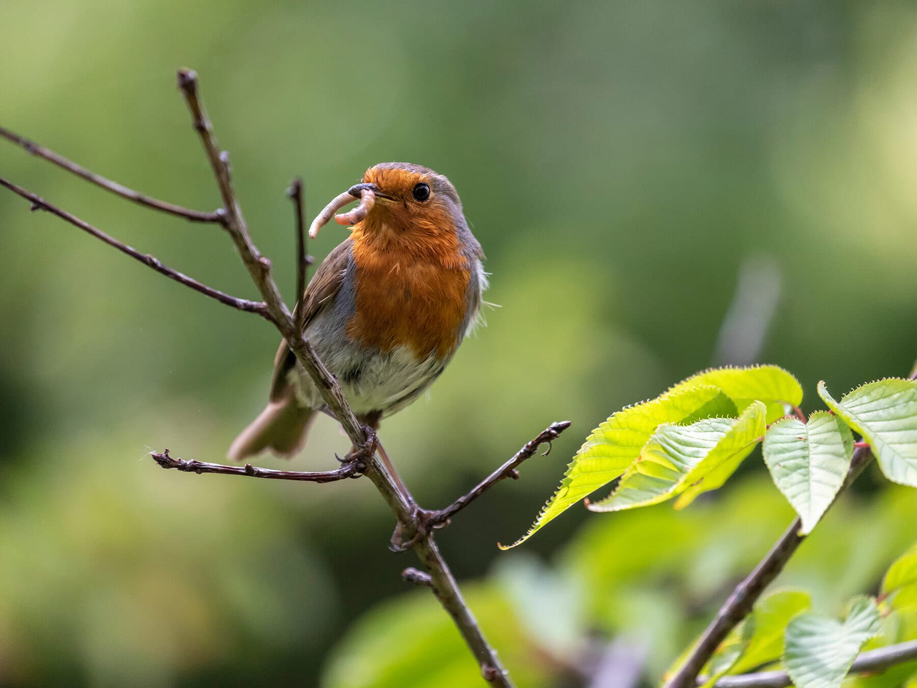Robin with worm in beak
