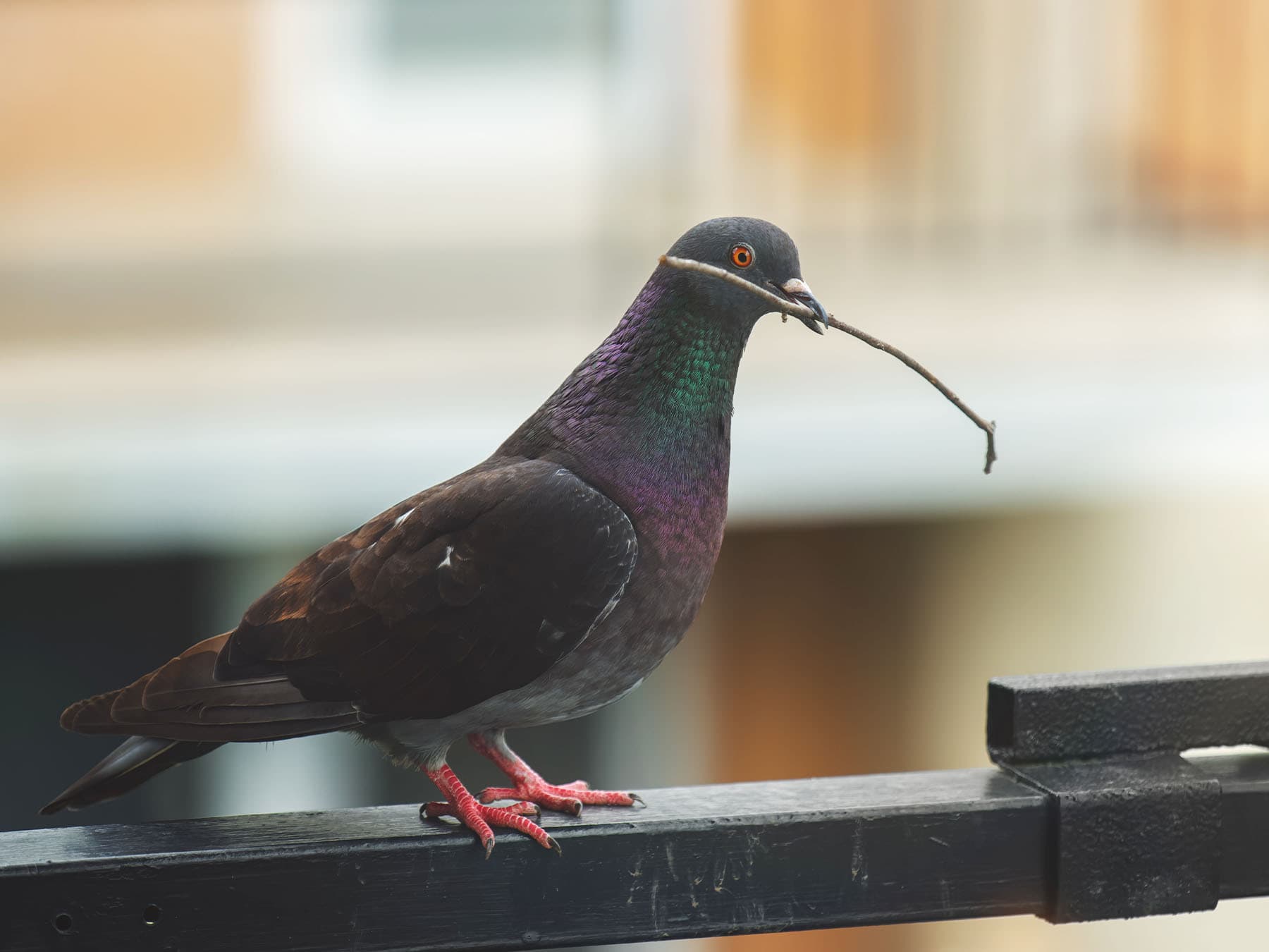 Rock pigeon on balcony with nesting materials