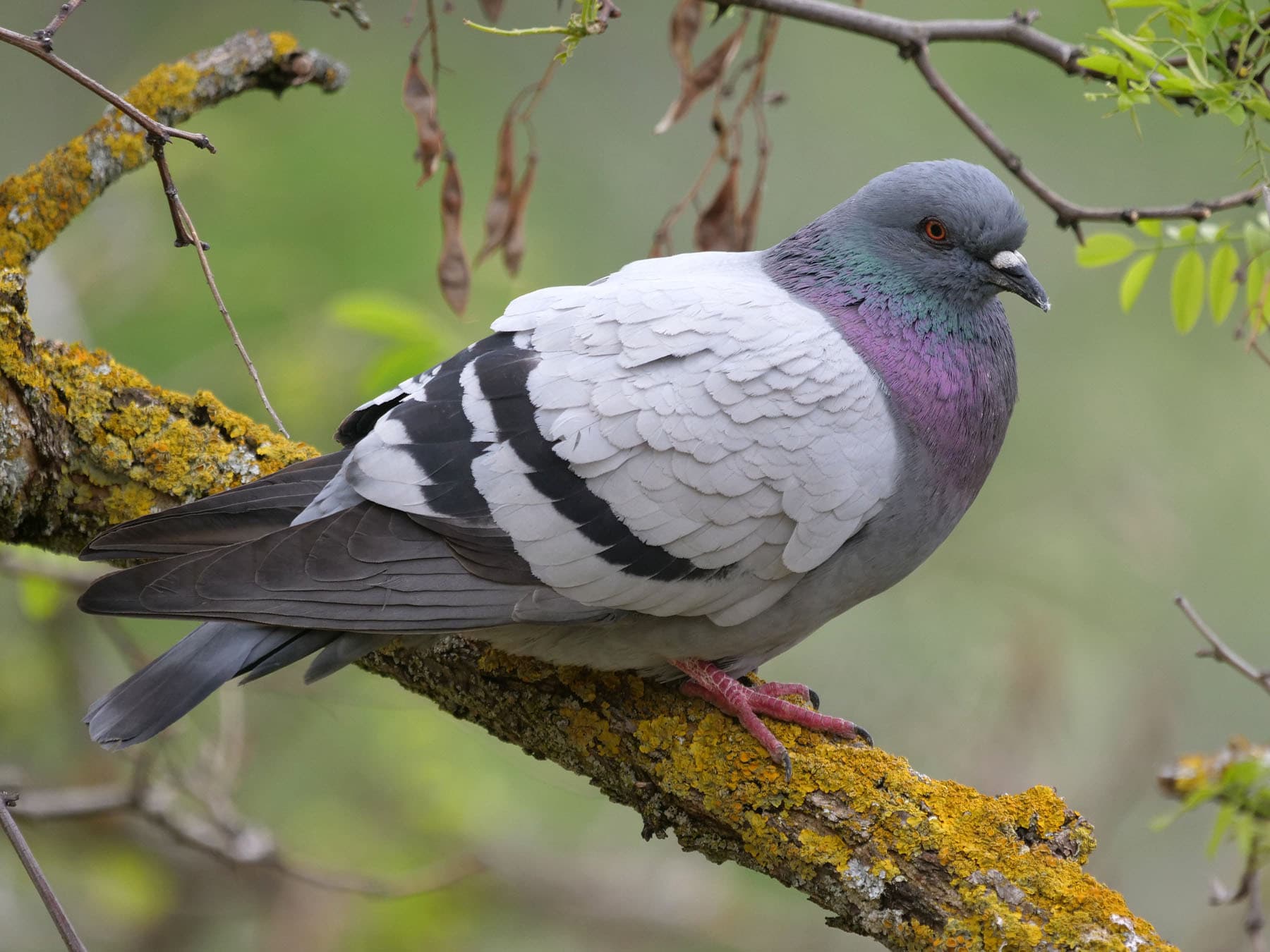 Rock pigeon perching in tree