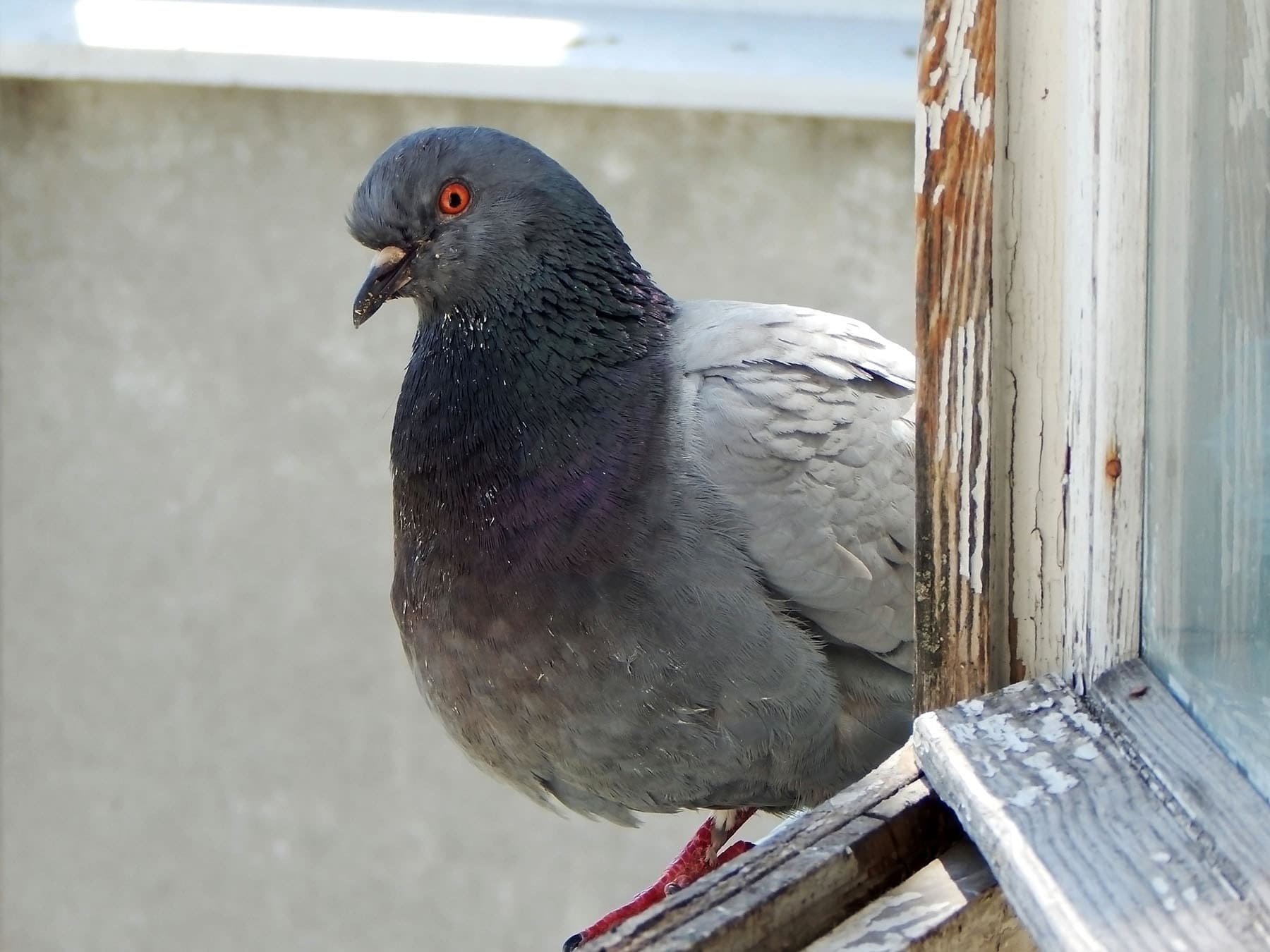Rock pigeon sitting on window ledge