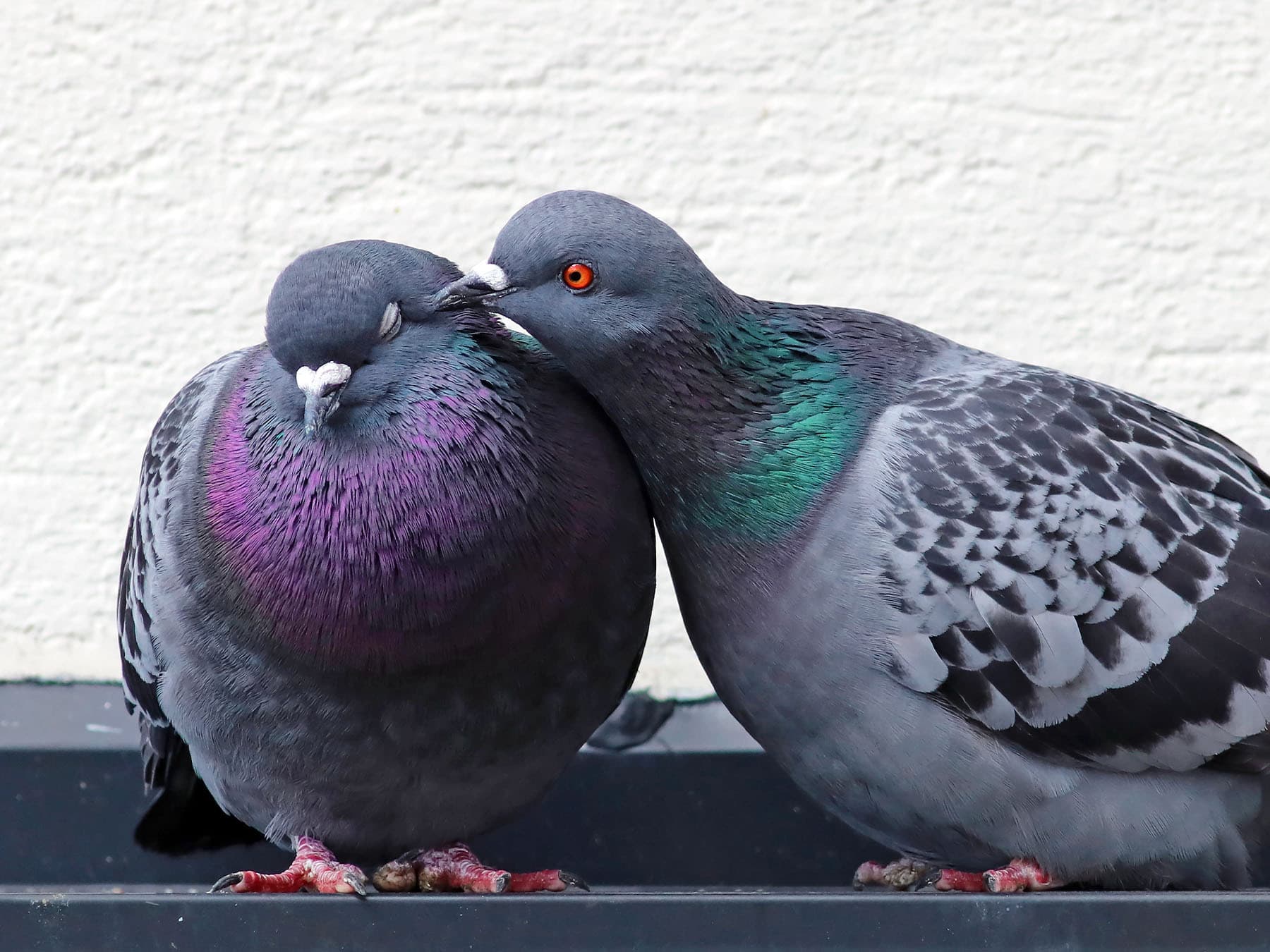 Rock pigeons breeding ritual