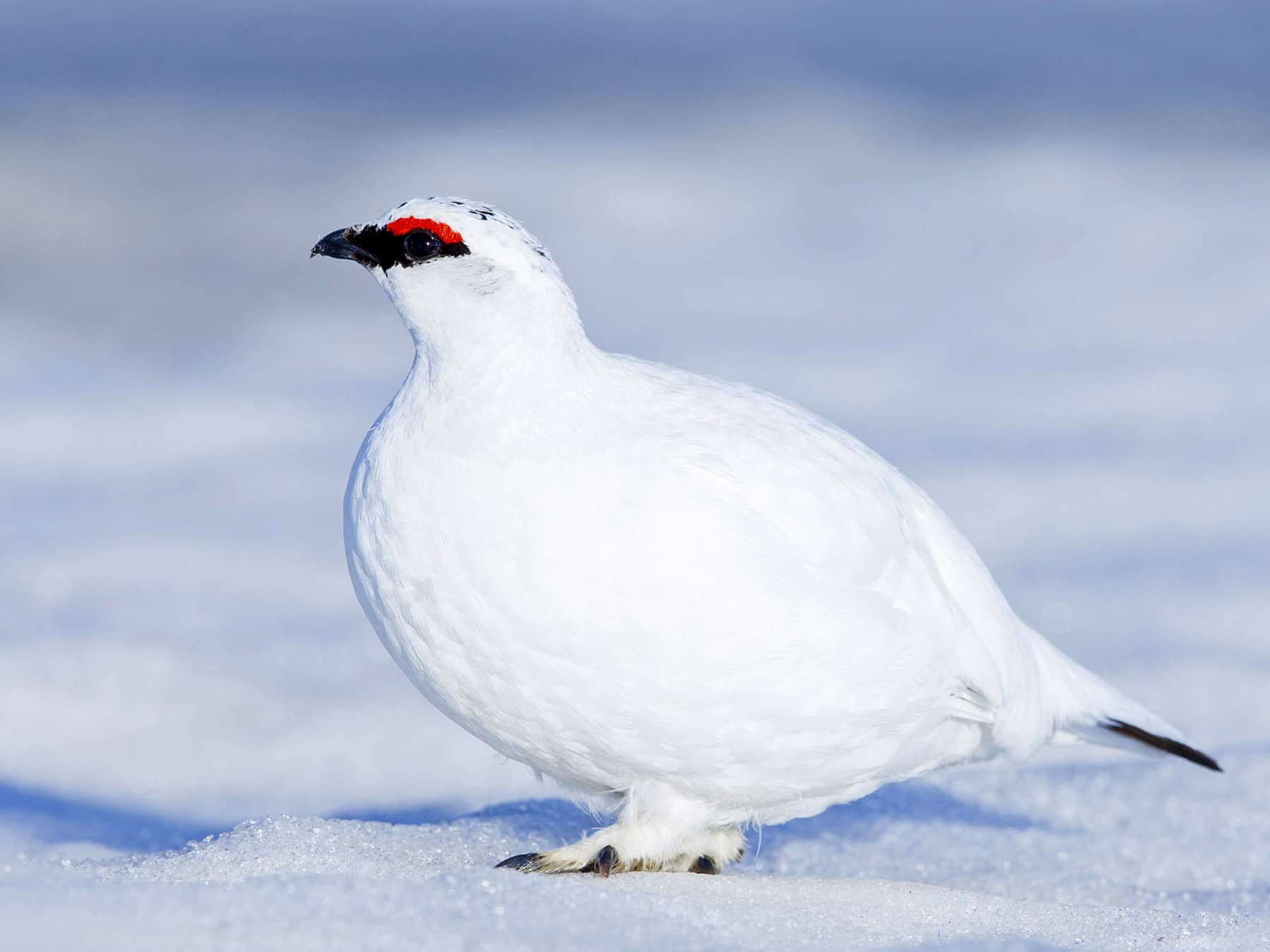 Rock Ptarmigan in winter plumage
