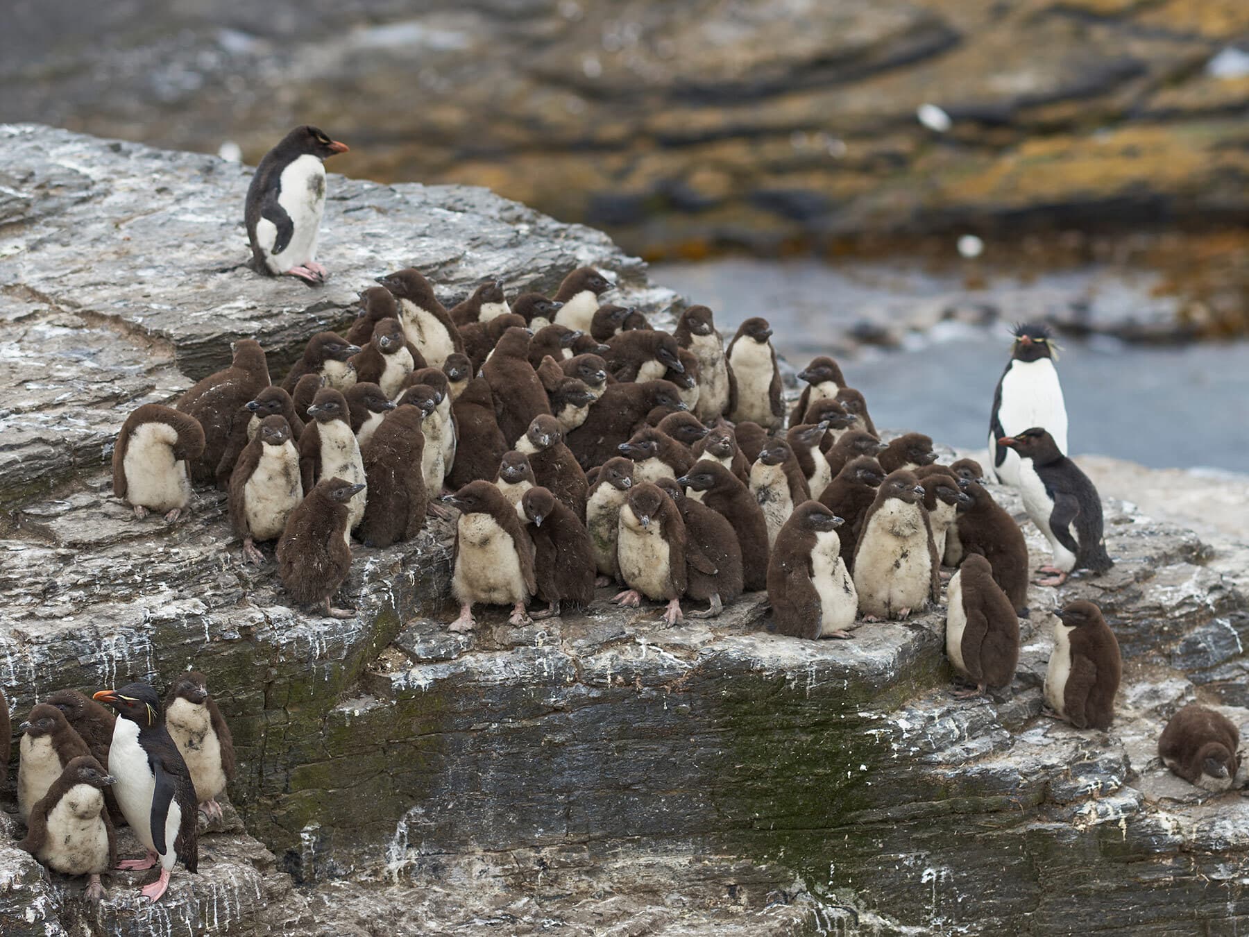 Rockhopper penguin huddle