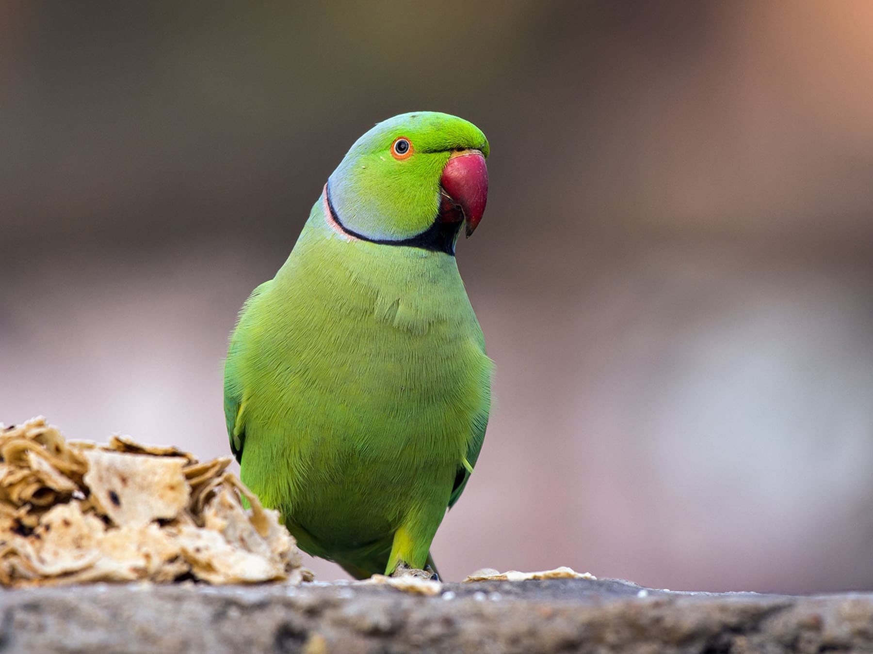 Rose-ringed Parakeet