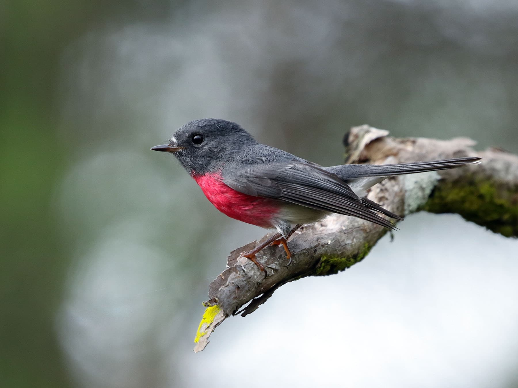 Male Rose Robin