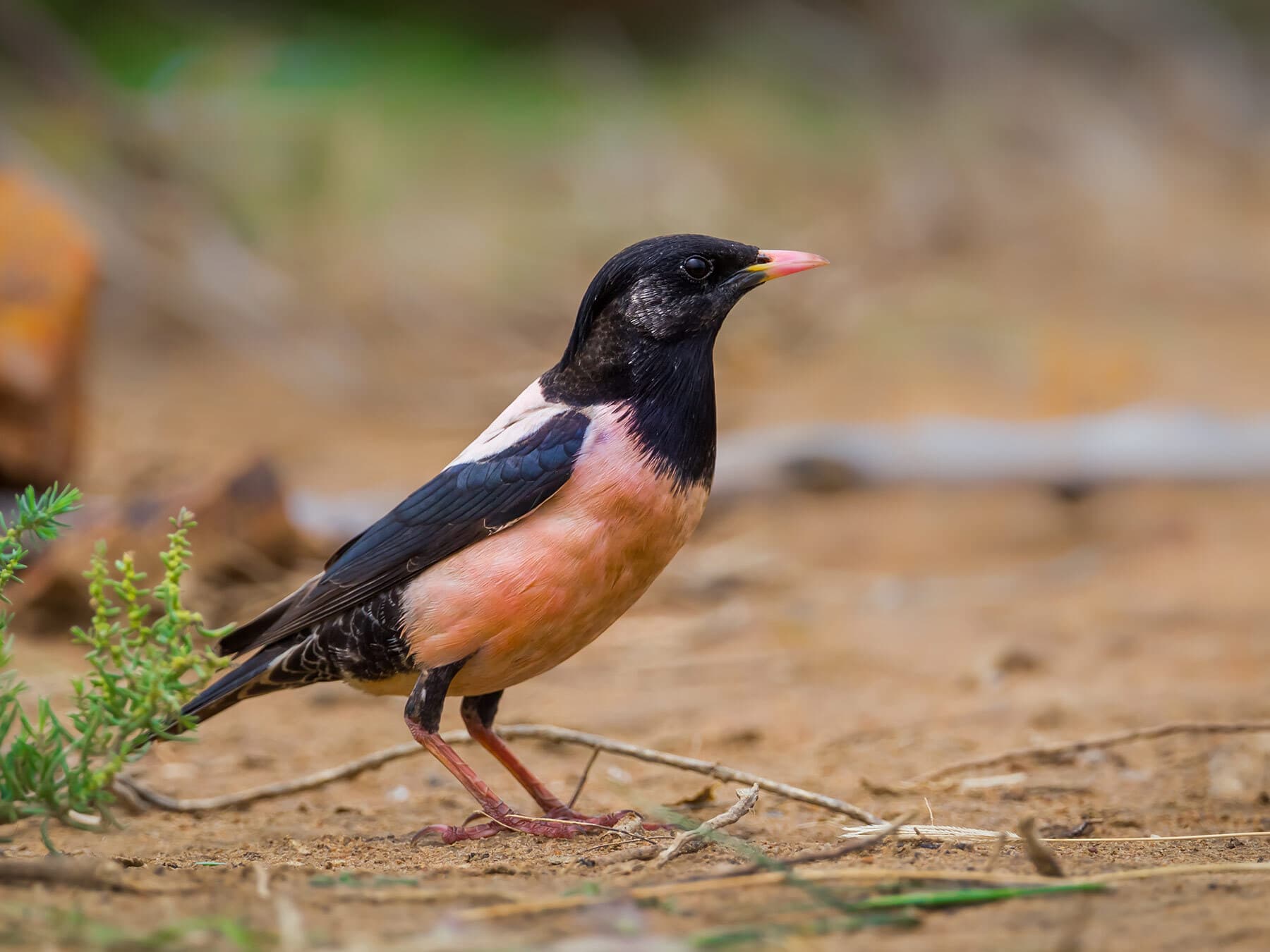 Rosy starling