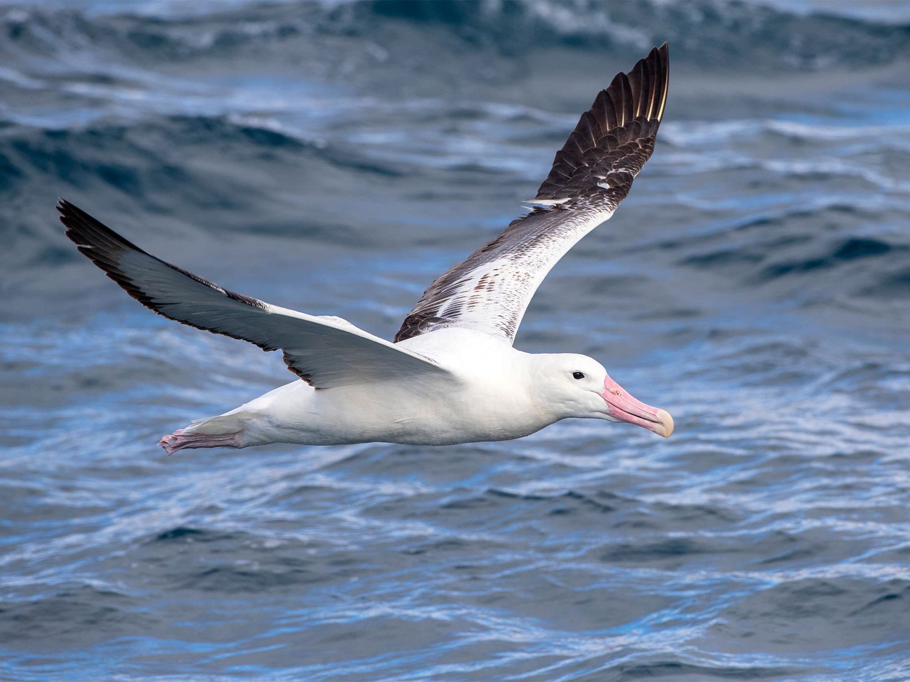 Albatrosses