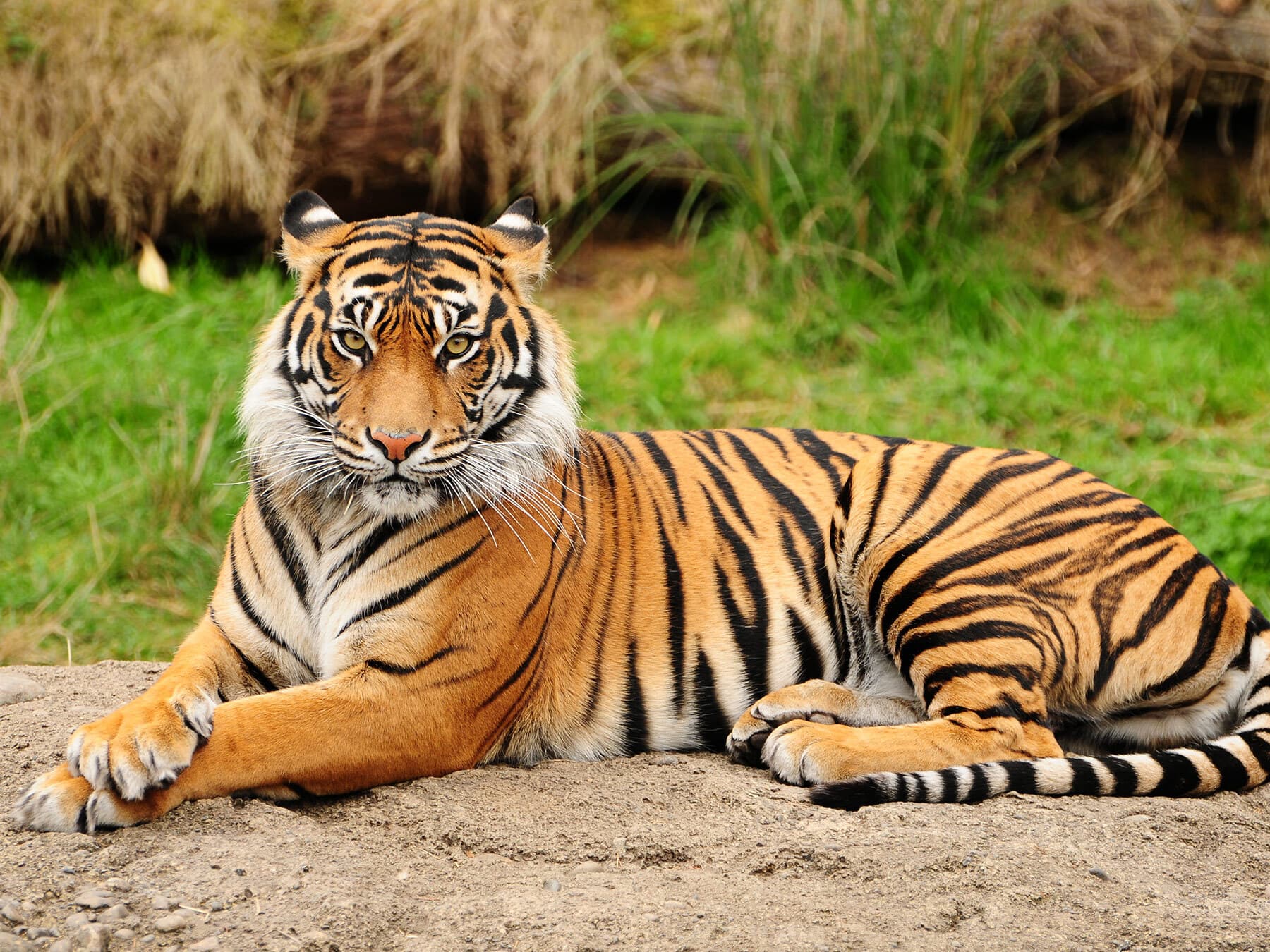 Royal bengal tiger