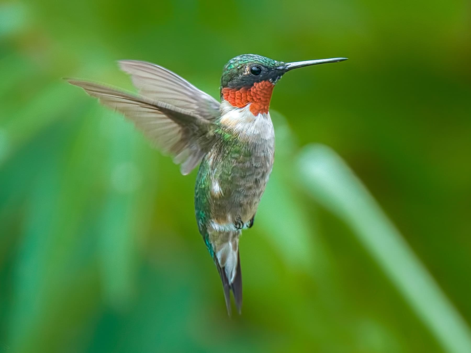 Ruby throated hummingbird in flight