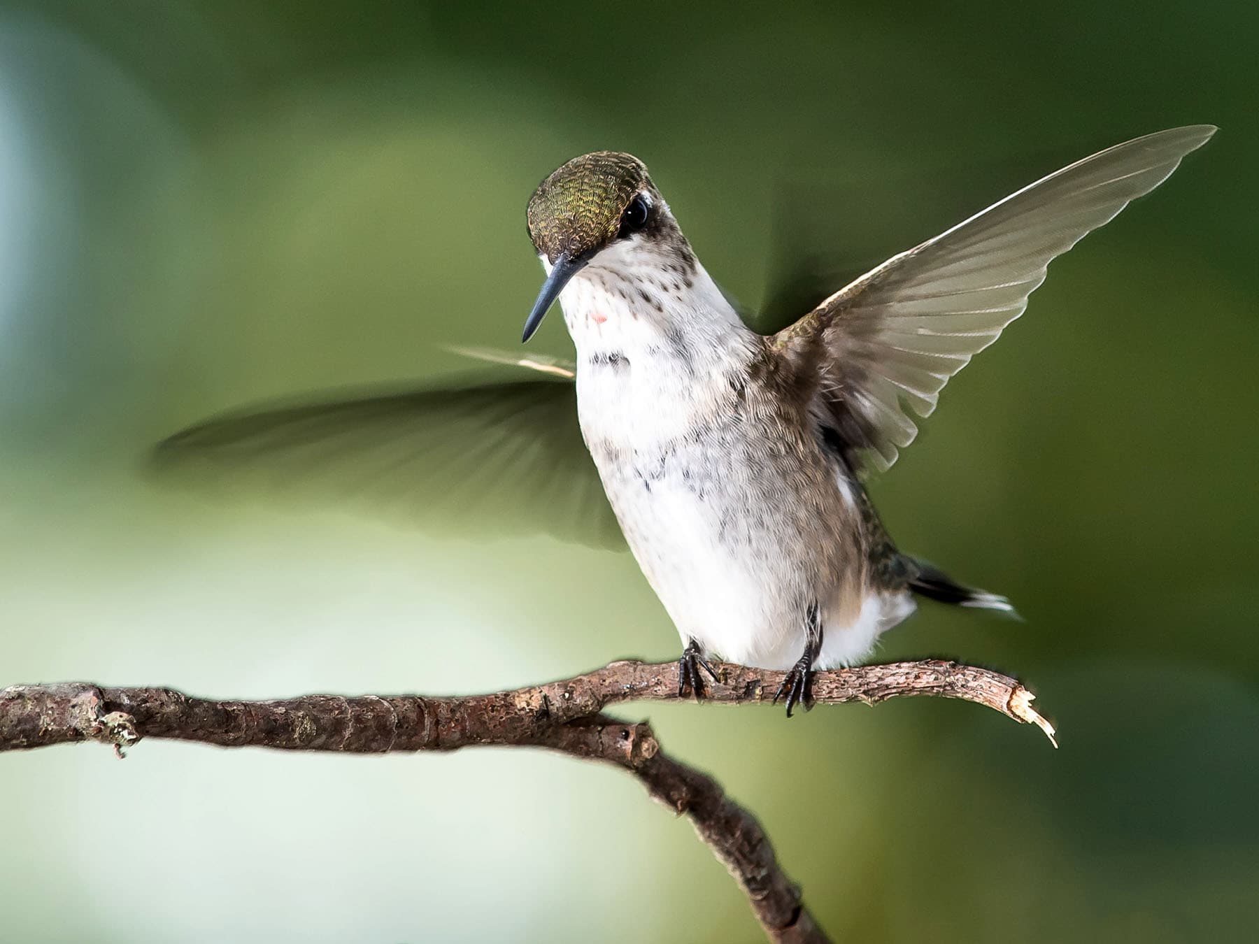 Ruby throated hummingbird on small branch