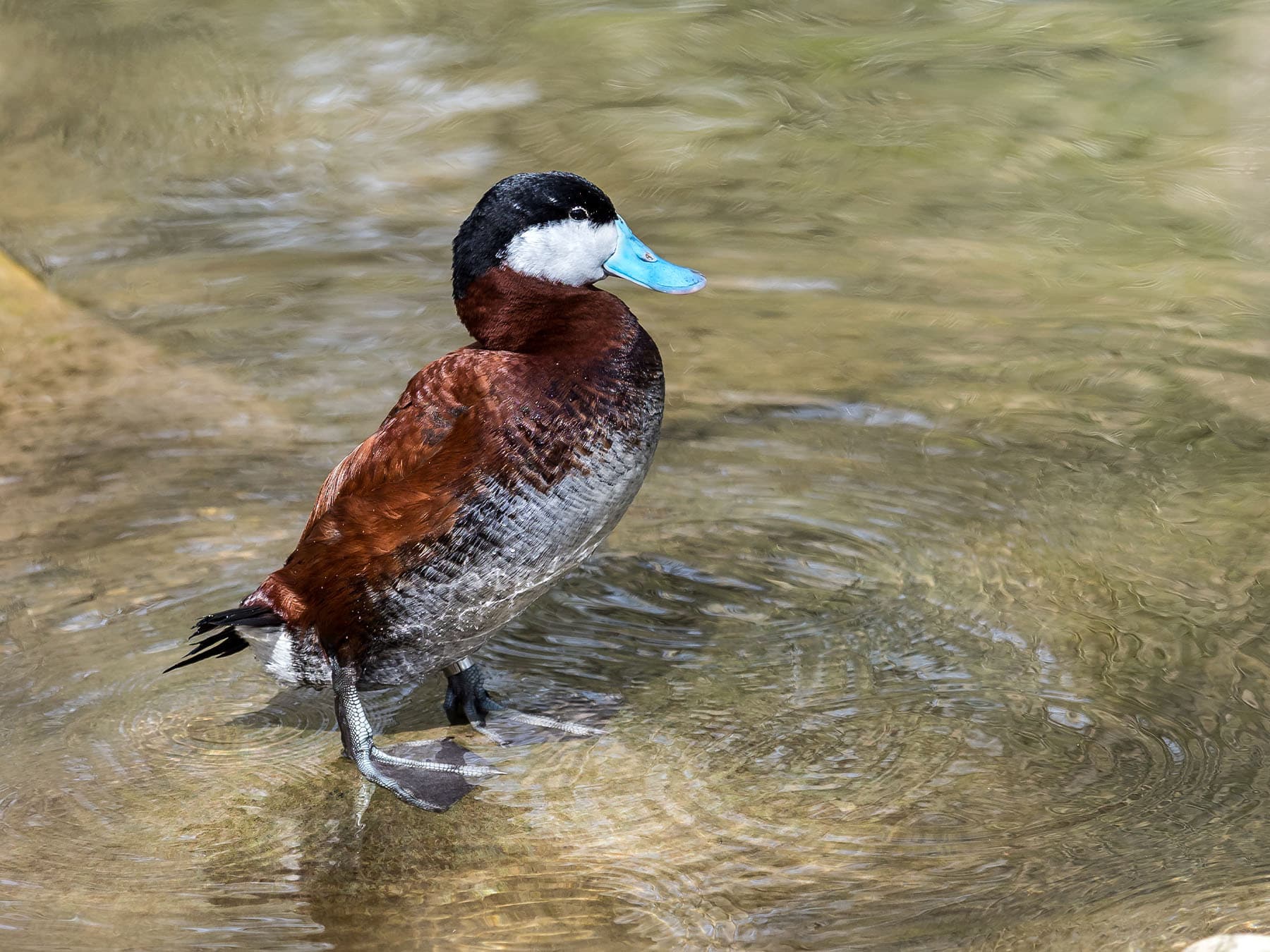 Ruddy duck standing in shallow water