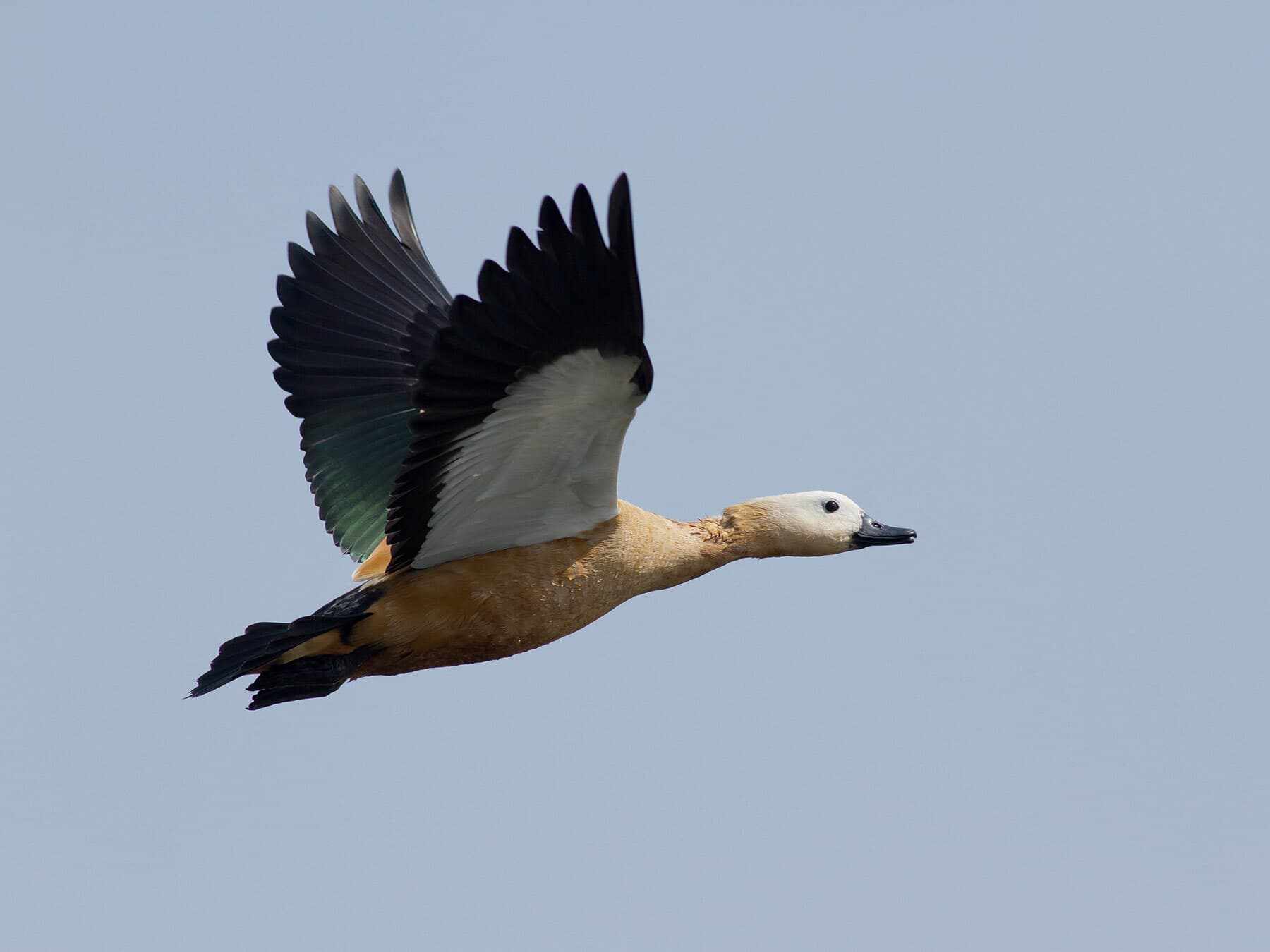 Ruddy Shelduck in flight