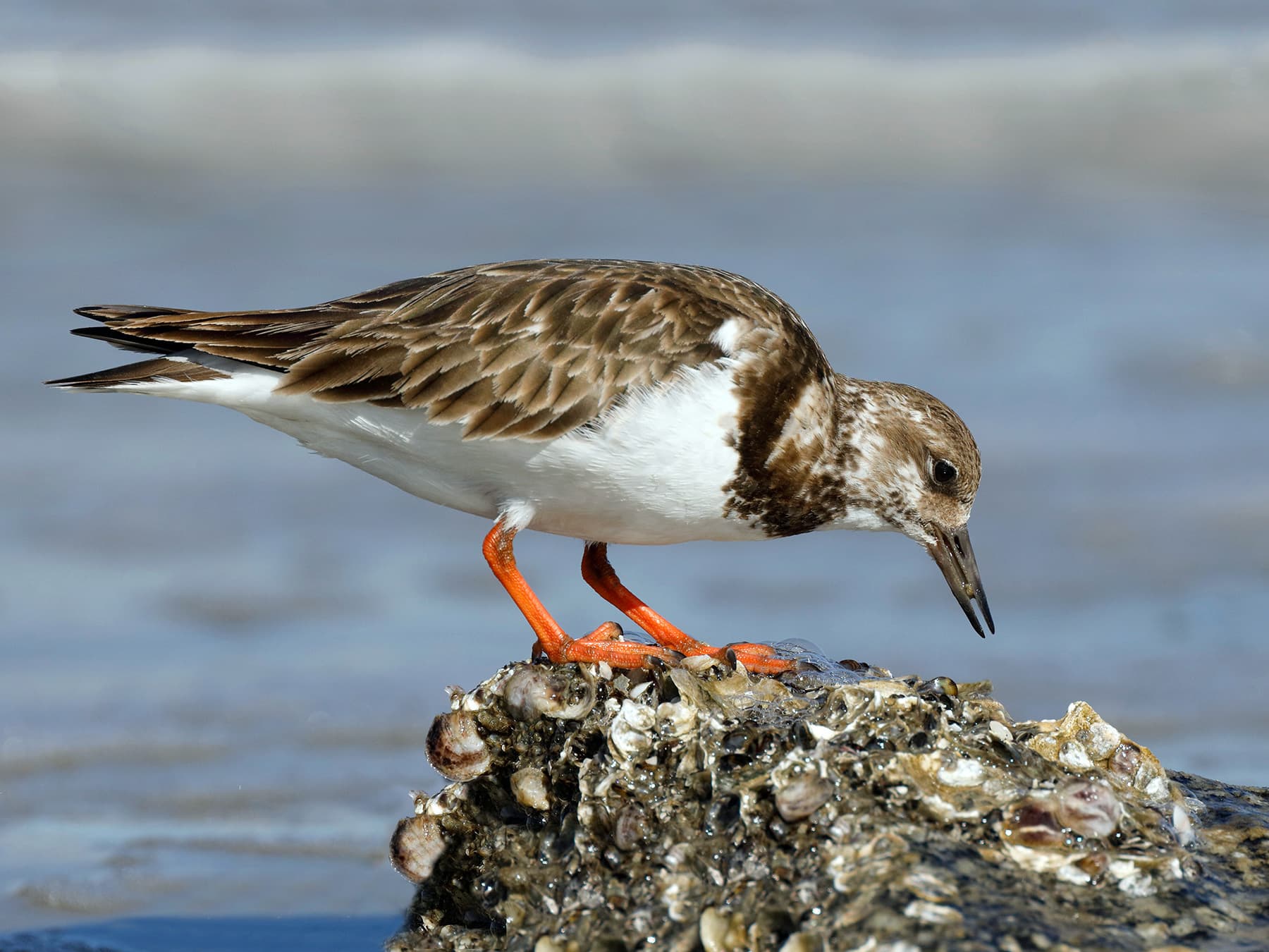 Ruddy Turnstone in non-breeding plumage