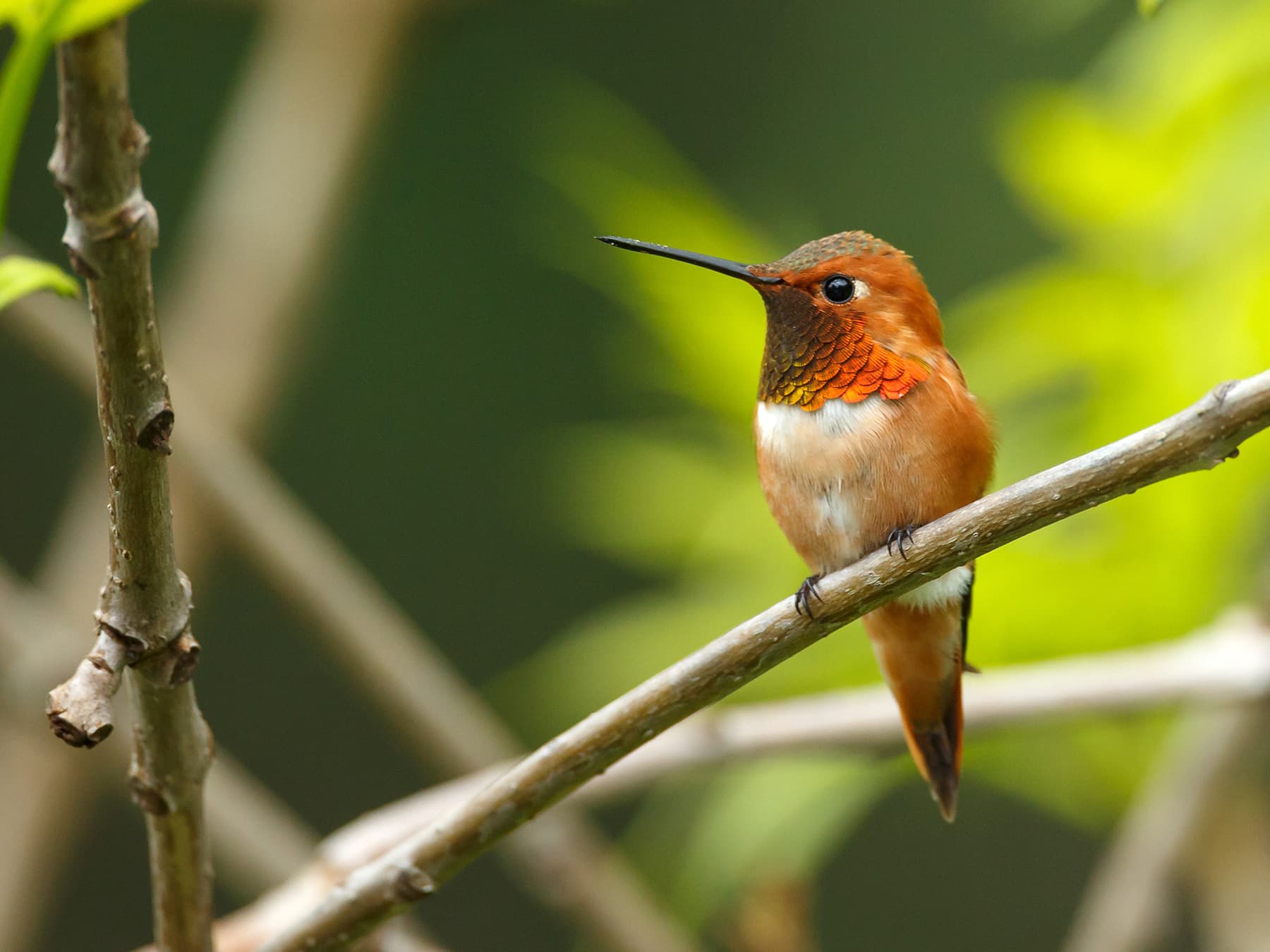 Rufous hummingbird perched on twig