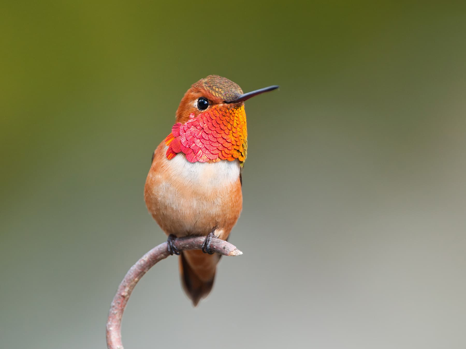 Rufous hummingbird sitting on branch