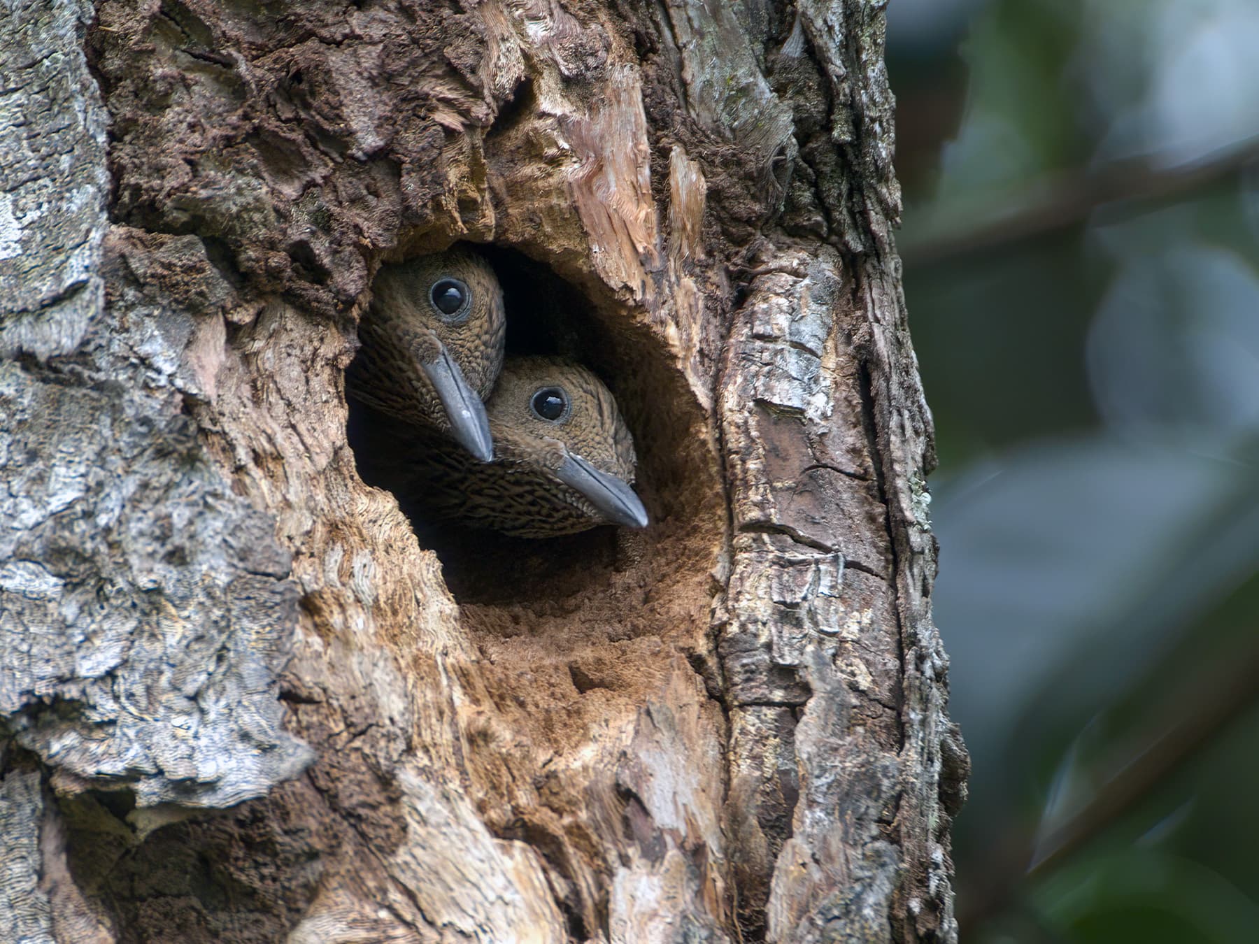 Rufous woodpecker chicks in nest